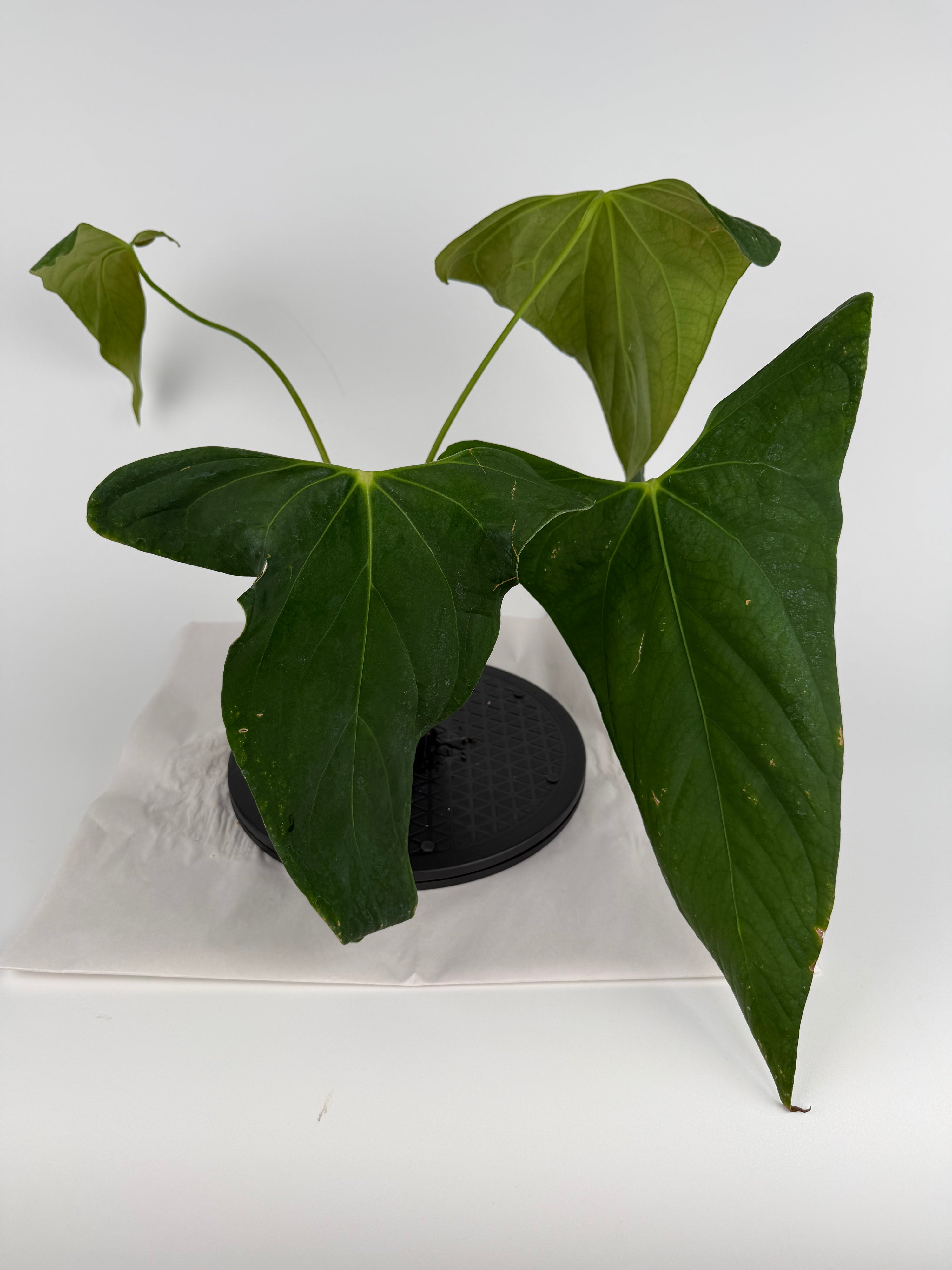 Anthurium ‘Portillae “NSE Clone” sect. Cardiolonchium’ (CS140)