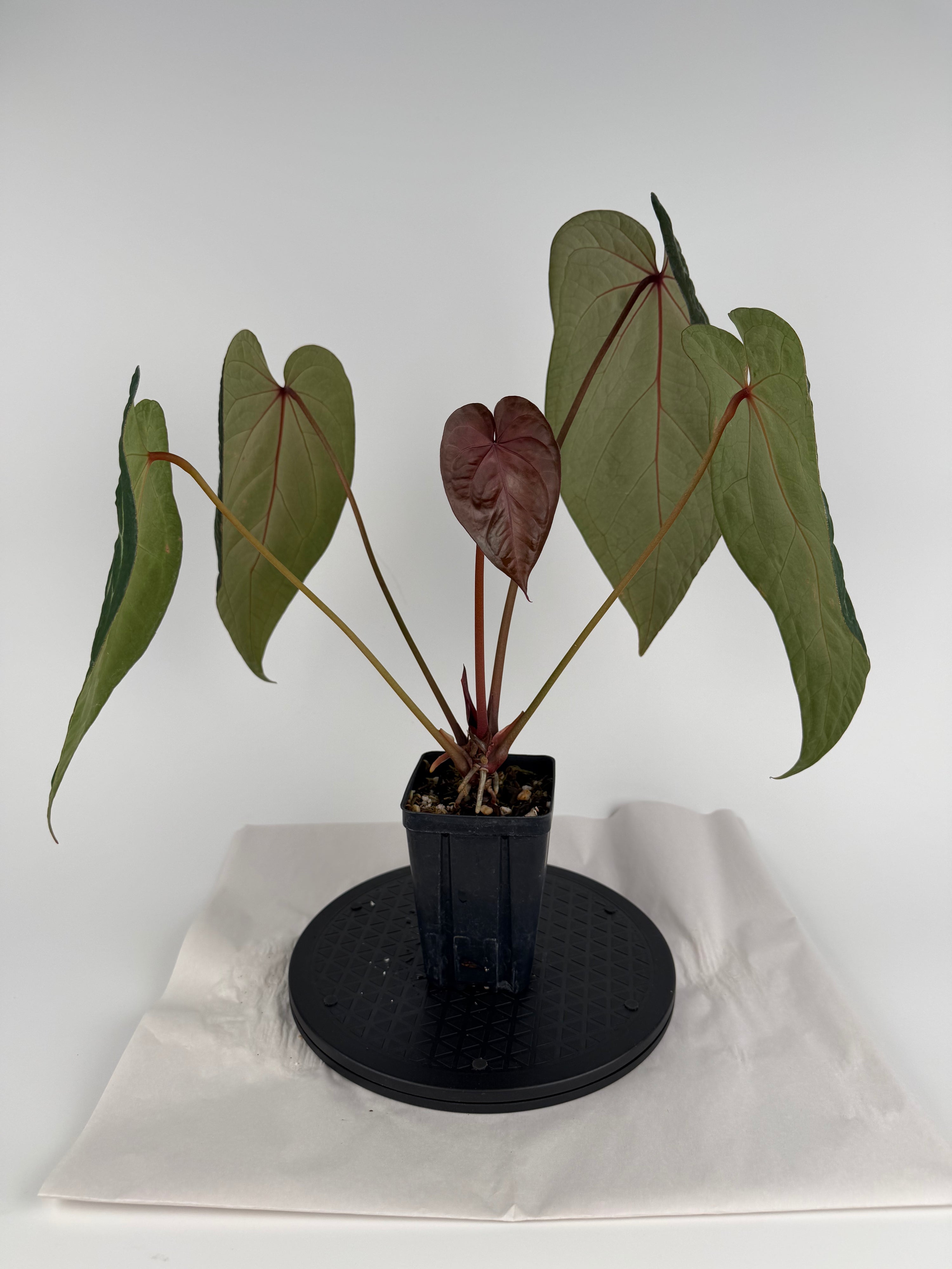 Anthurium ‘Doc Block Purple F2’ x (‘Rotundatum X’ / ‘Doc Block Purple F2’) (CS141)