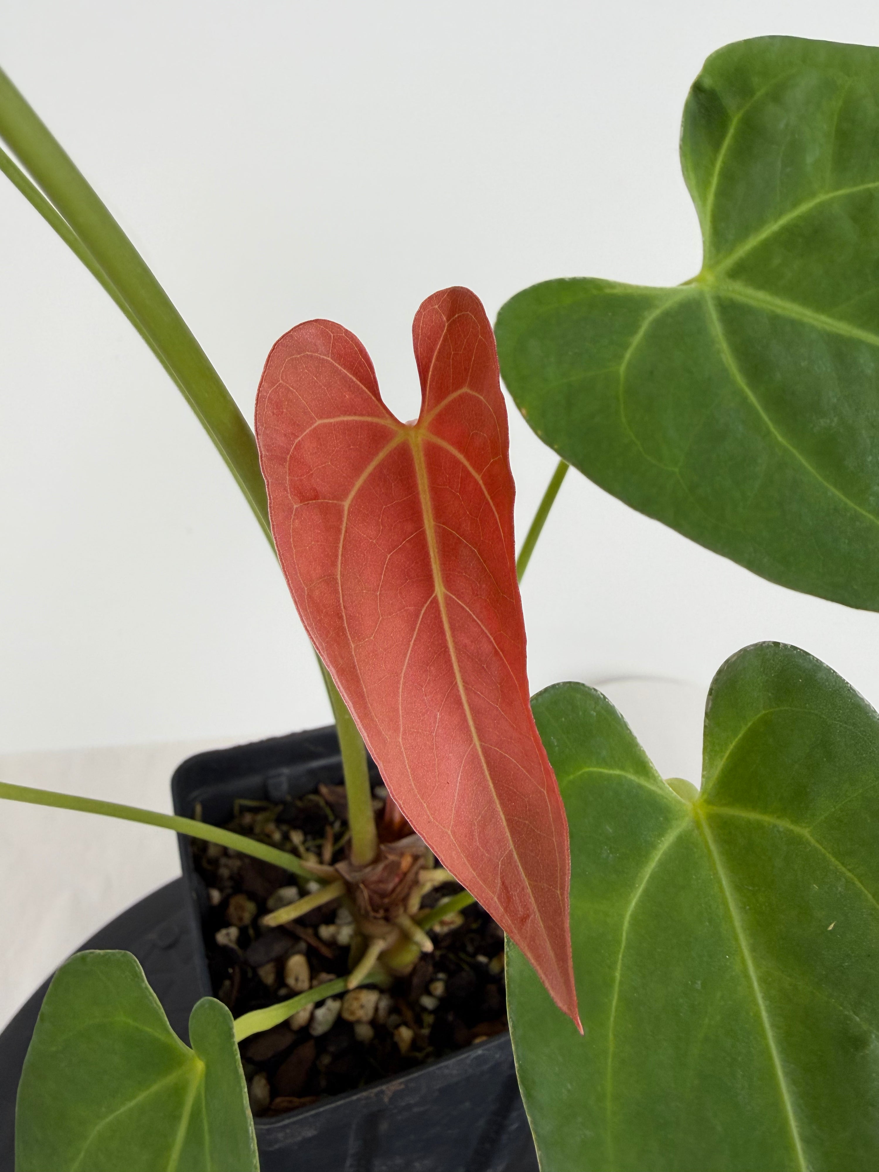 Anthurium ‘Portillae “NSE Dewey Fisk Clone” x Angustilobum’ (CS142)
