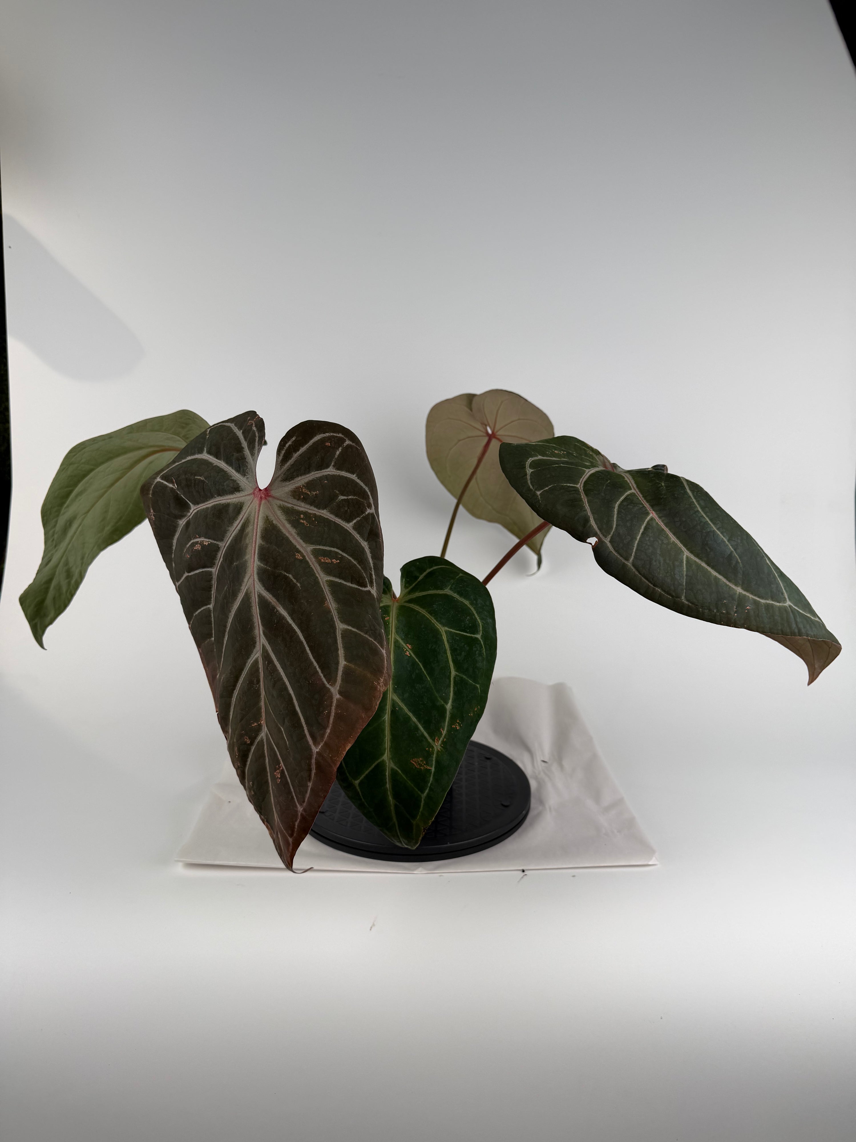 Anthurium ‘Doc Block Purple F2’ x (‘Rotundatum X’ / ‘Doc Block Purple F2’) (CS143)