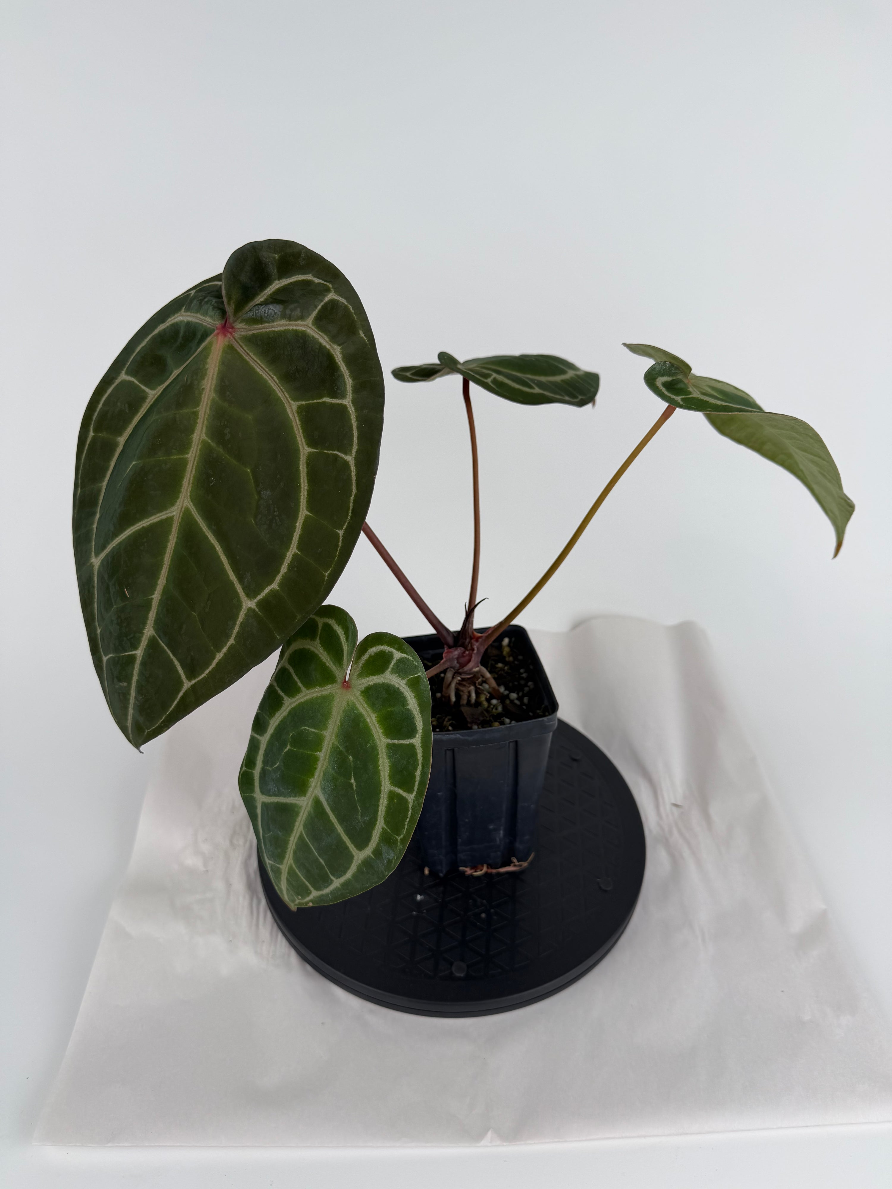 Anthurium (‘Tim Anderson Crystal Mag’ x ‘Tim’s Black’) x ‘Doc Block Purple F2’ (CS144)