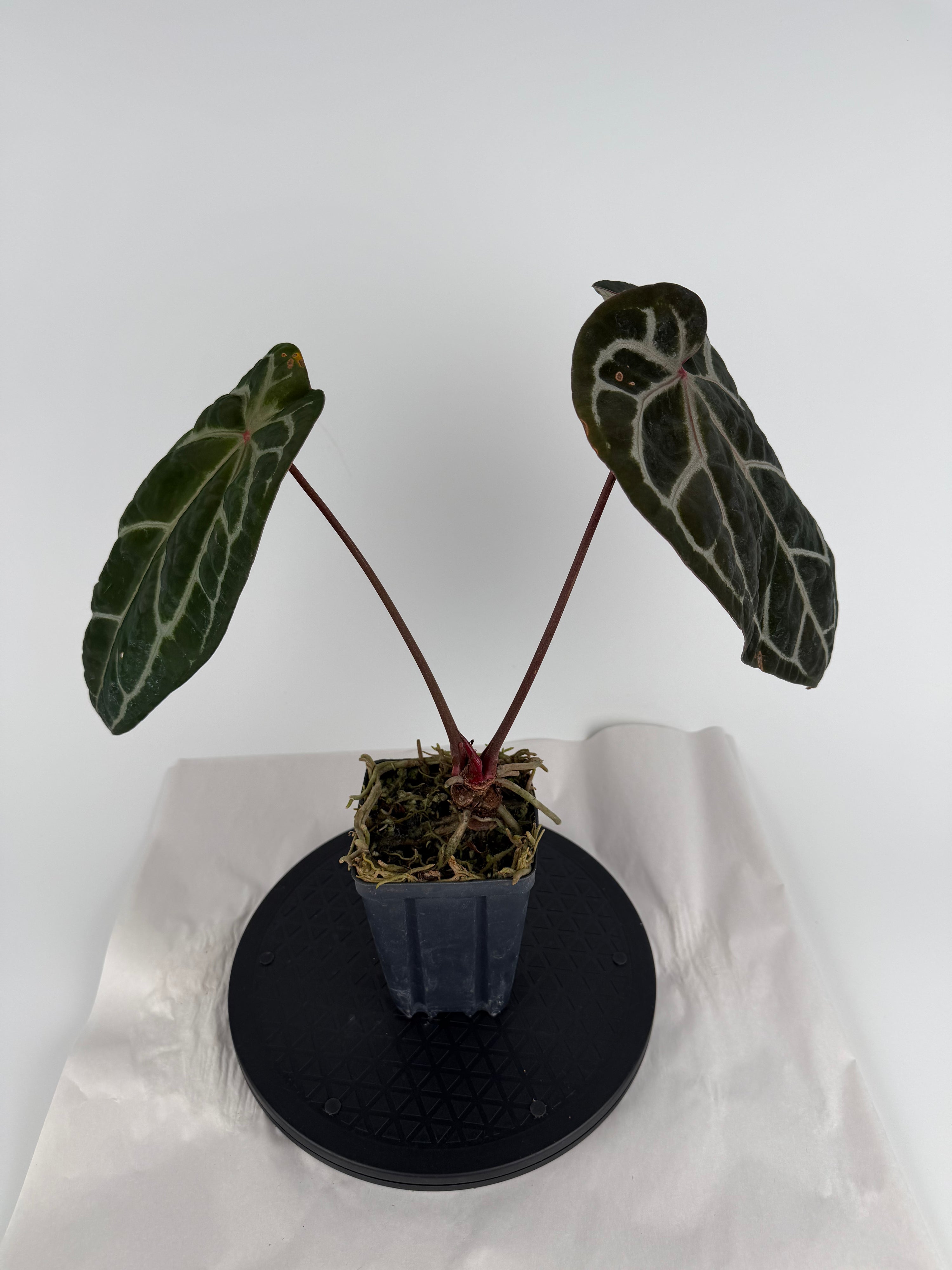 Anthurium ‘Doc Block Red’ x ‘Doc Block Purple’ (CS145)
