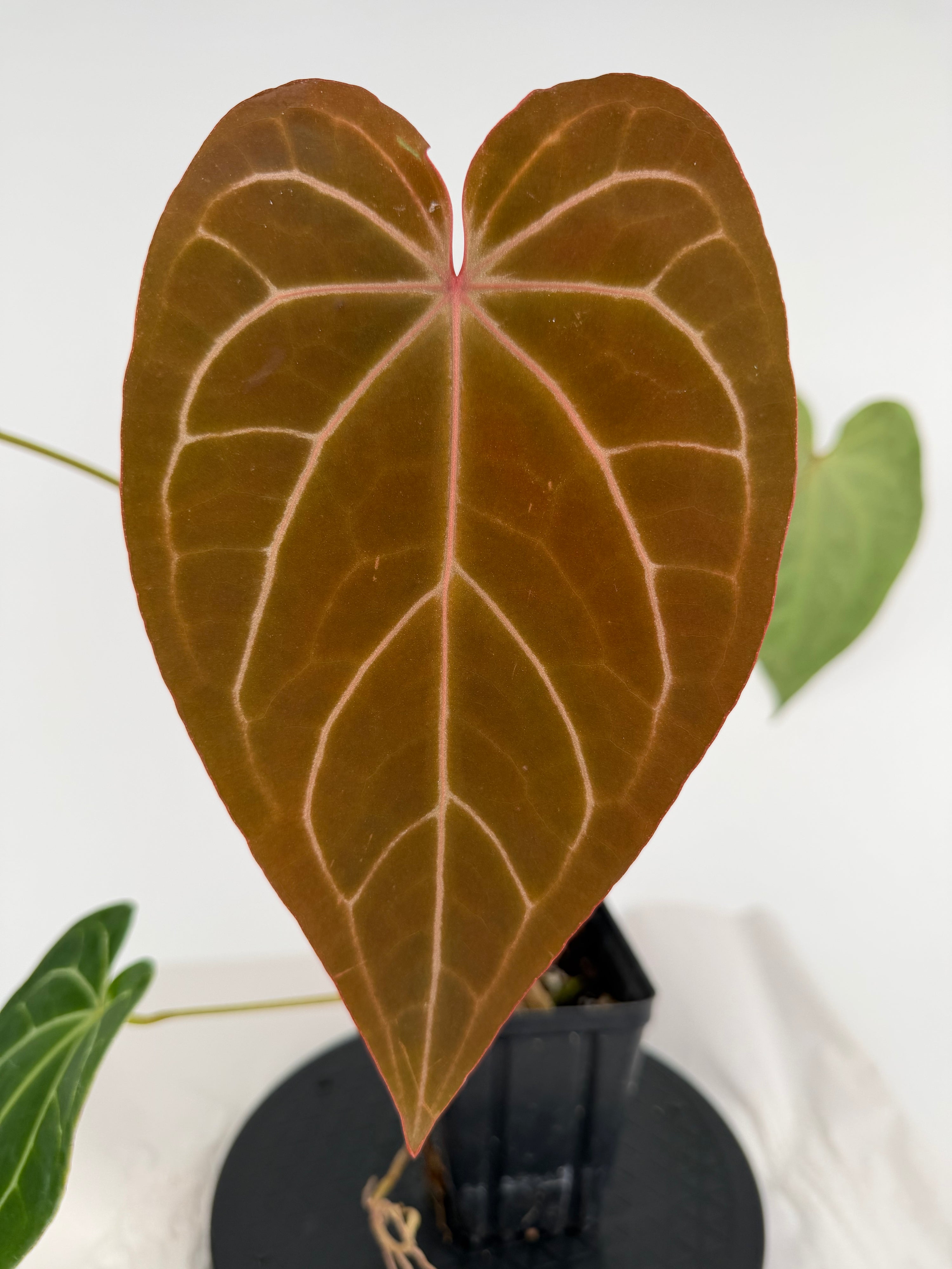 Anthurium ‘Doc Block Red F2’ x (Tim Anderson Crystal Mag’/‘Tim’s Black’) (CS147)