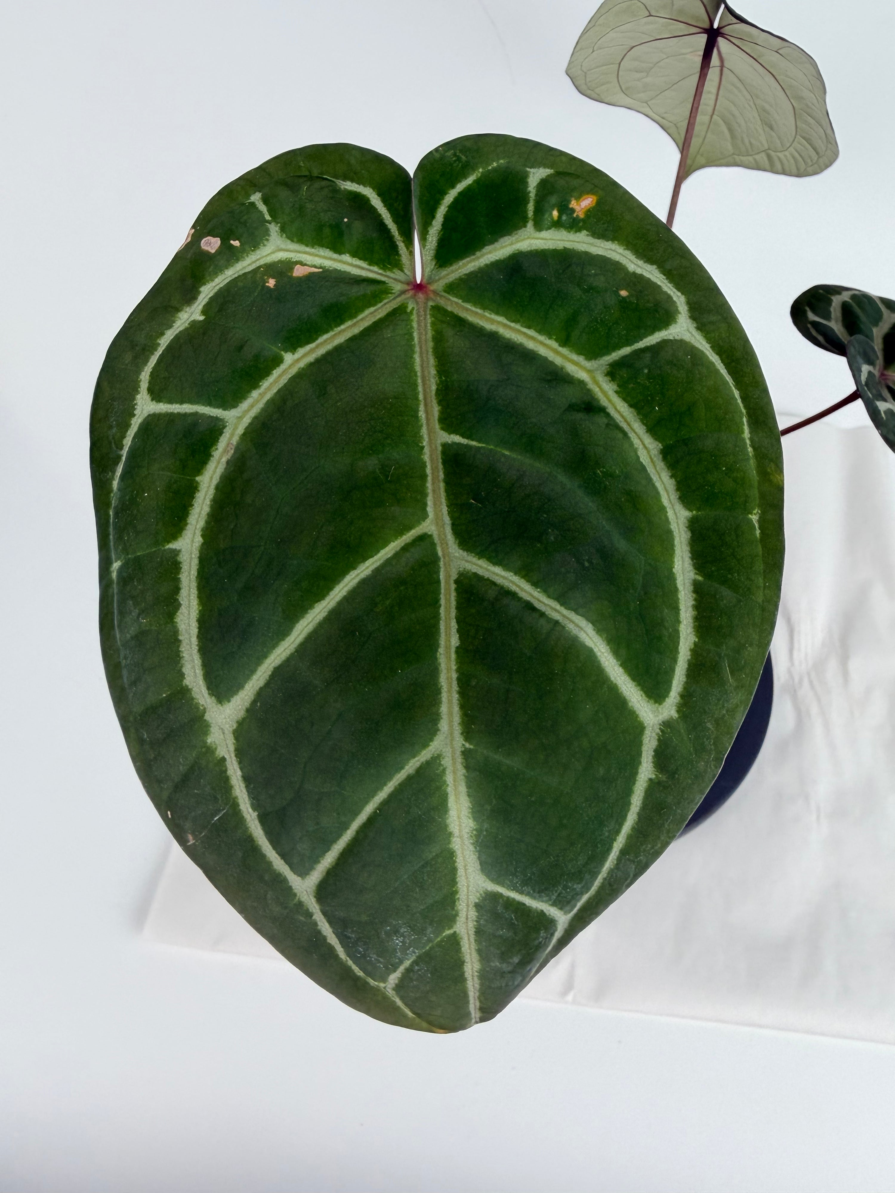 Anthurium (‘Tim Anderson Crystal Mag’ x ‘Tim’s Black’) x ‘Doc Block Purple F2’ (CS149)