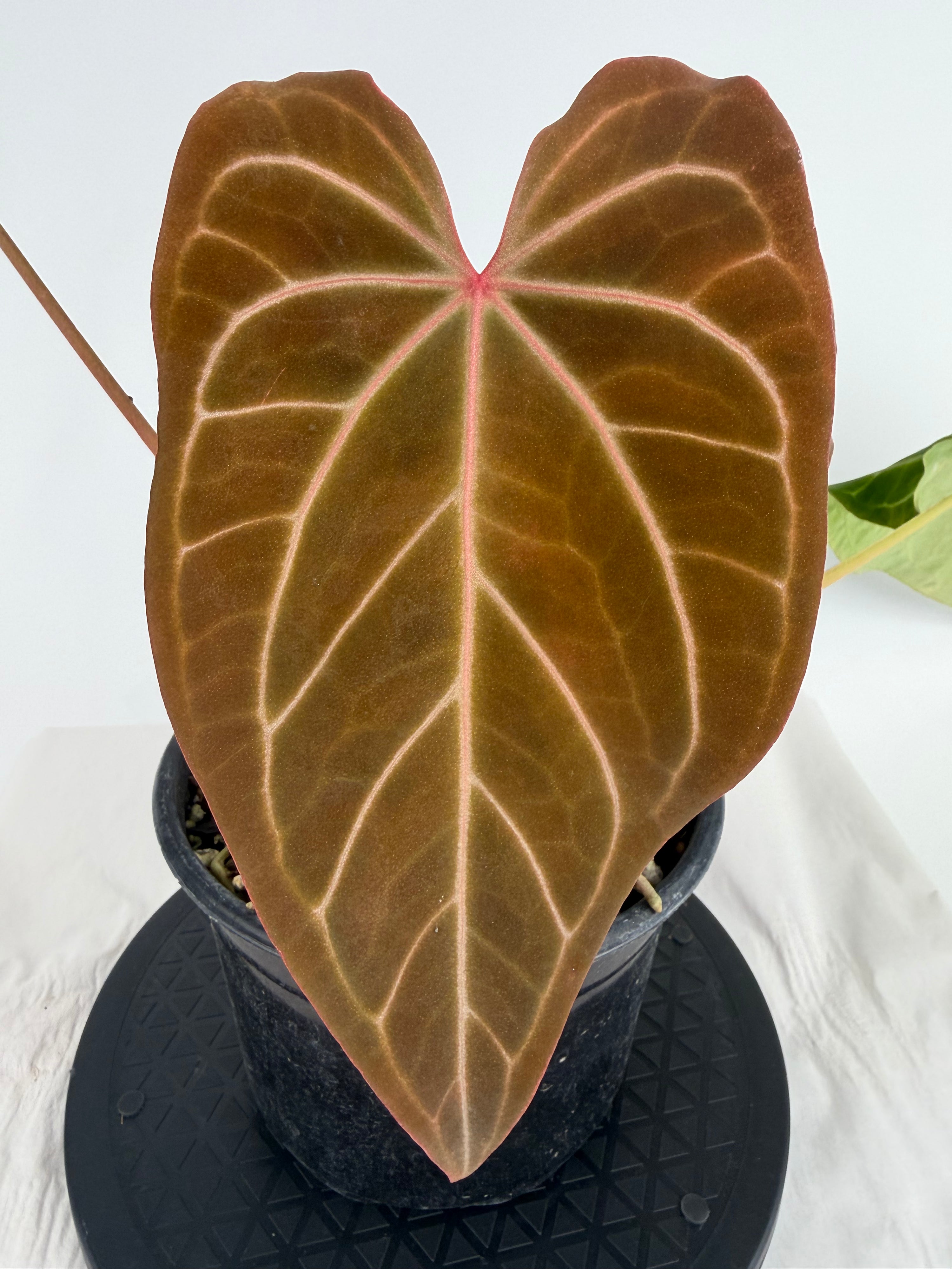 Anthurium ‘Stripey Mag Papillilaminum’ x ‘Doc Block Purple F2’ (CS150)
