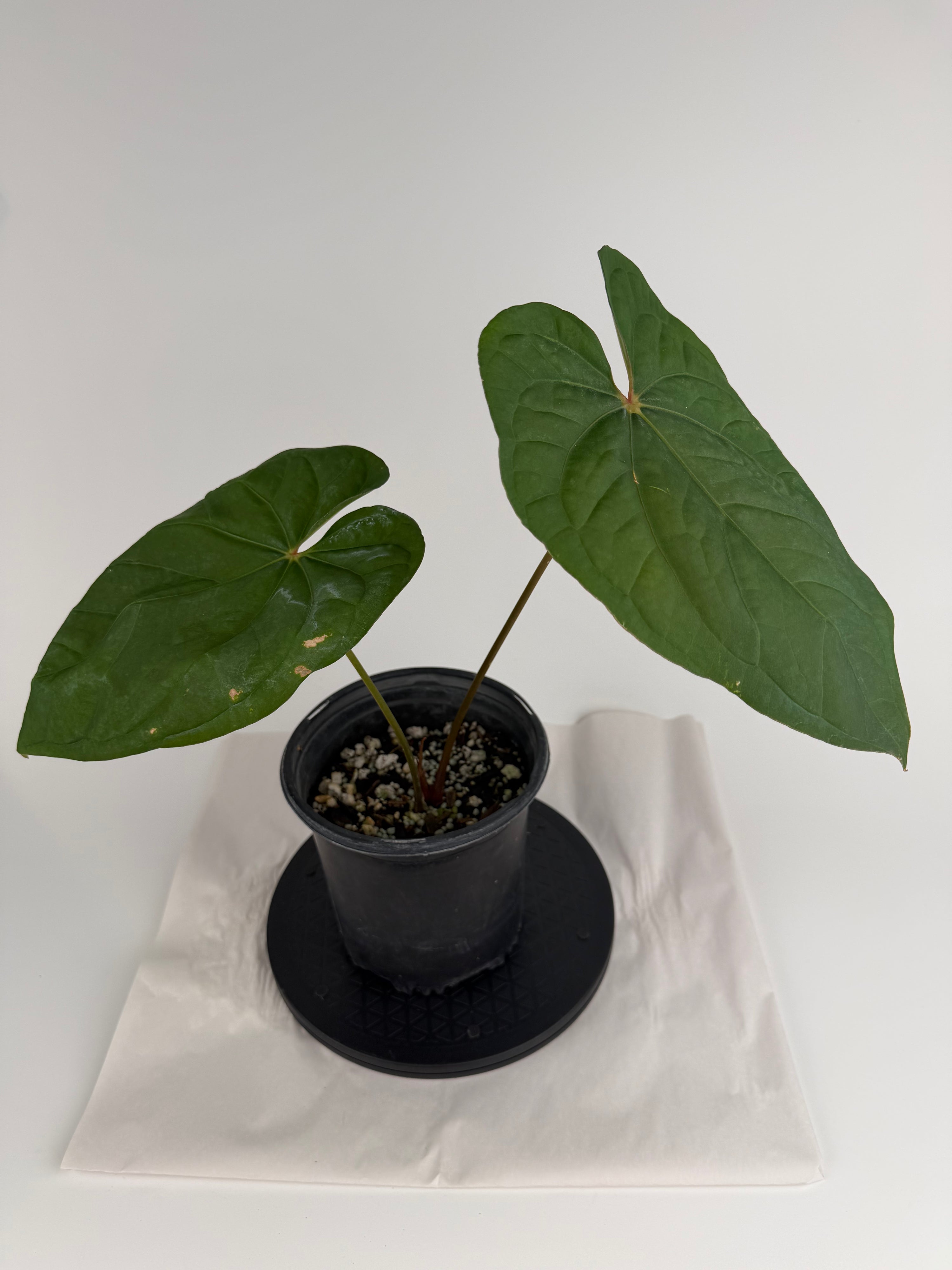 Anthurium ‘Circus Peanuts’ x ‘Hoffmannii X’ (CS151)