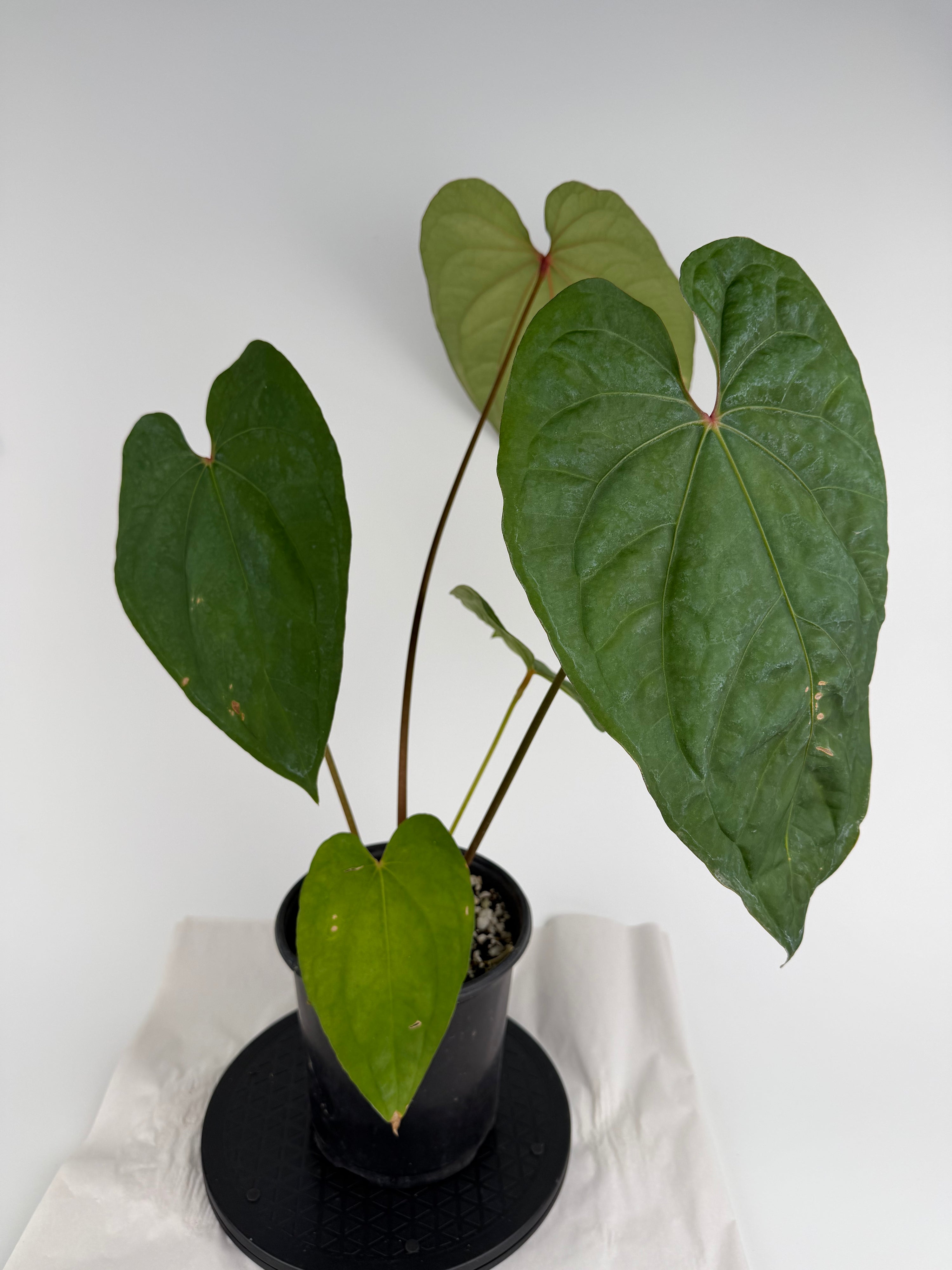 Anthurium ‘Circus Peanuts’ x (‘Rotundatum X’ / ‘Doc Block Purple F2’) (CS152)