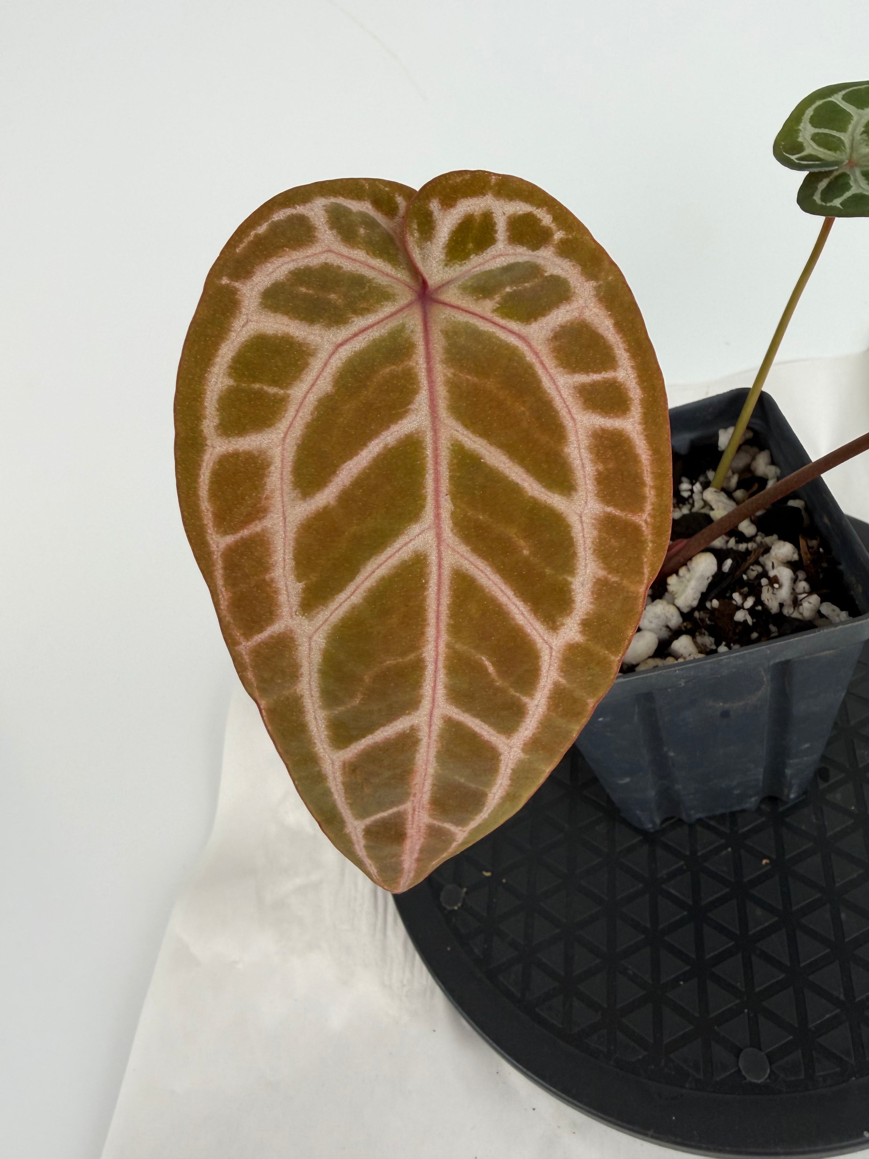 Anthurium ‘Doc Block Red F2’ x ‘Doc Block Purple F2’ (CS153)