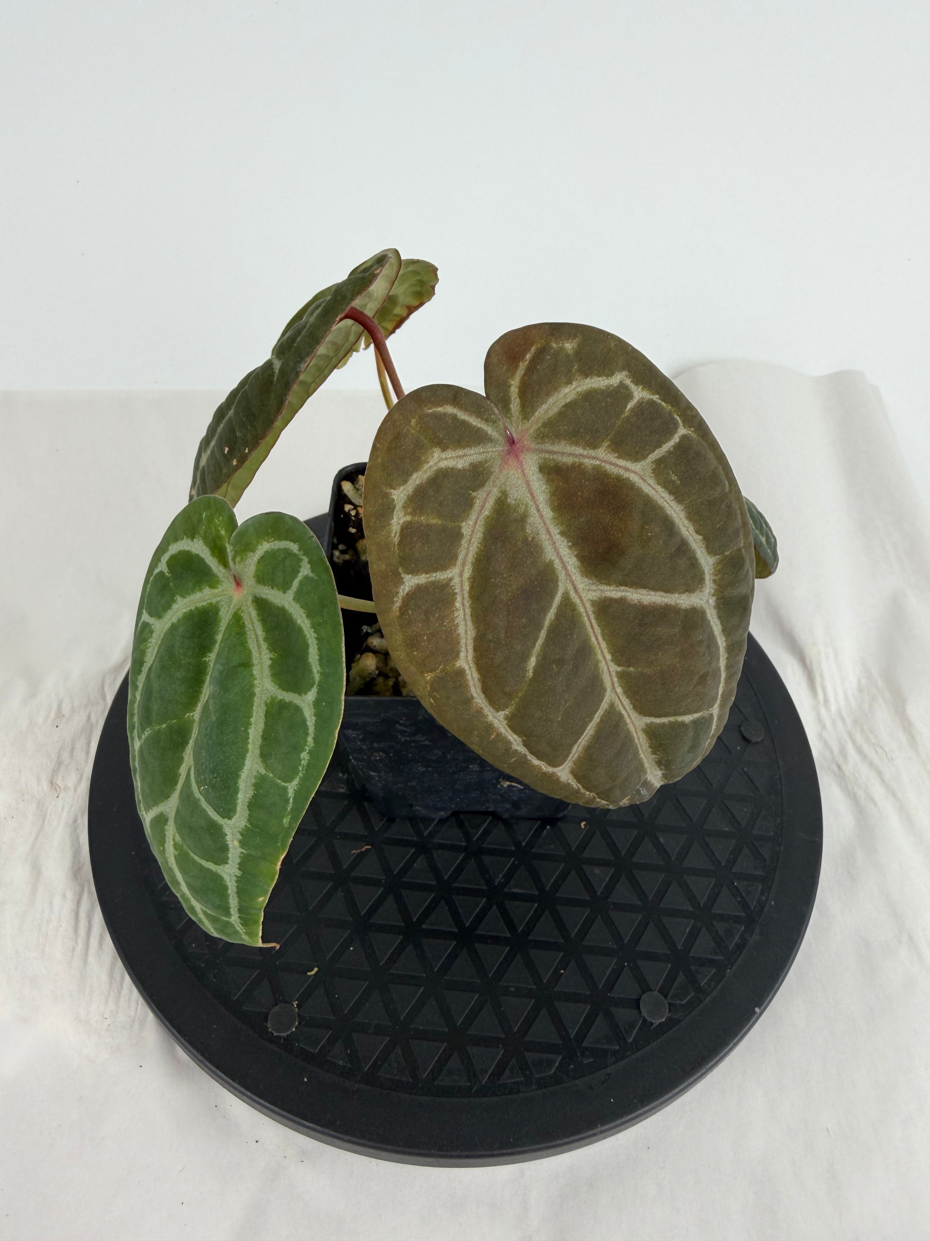 Anthurium ‘Swampmannii Dark’ x ‘Doc Block Purple F2’ (CS154)