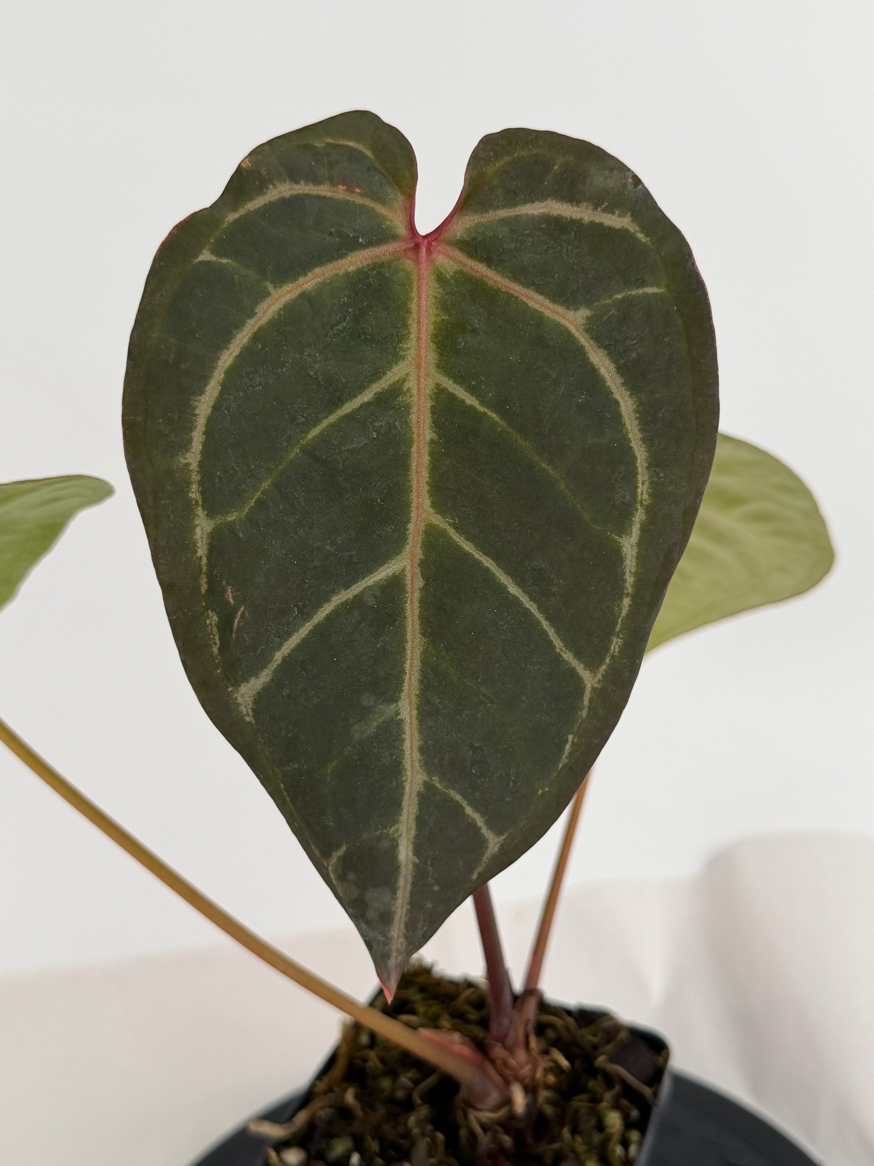 Anthurium ‘Swampmannii #3’ x ‘Tim Anderson Crystal Mag’ / ‘Tim’s Black’ (CS155)