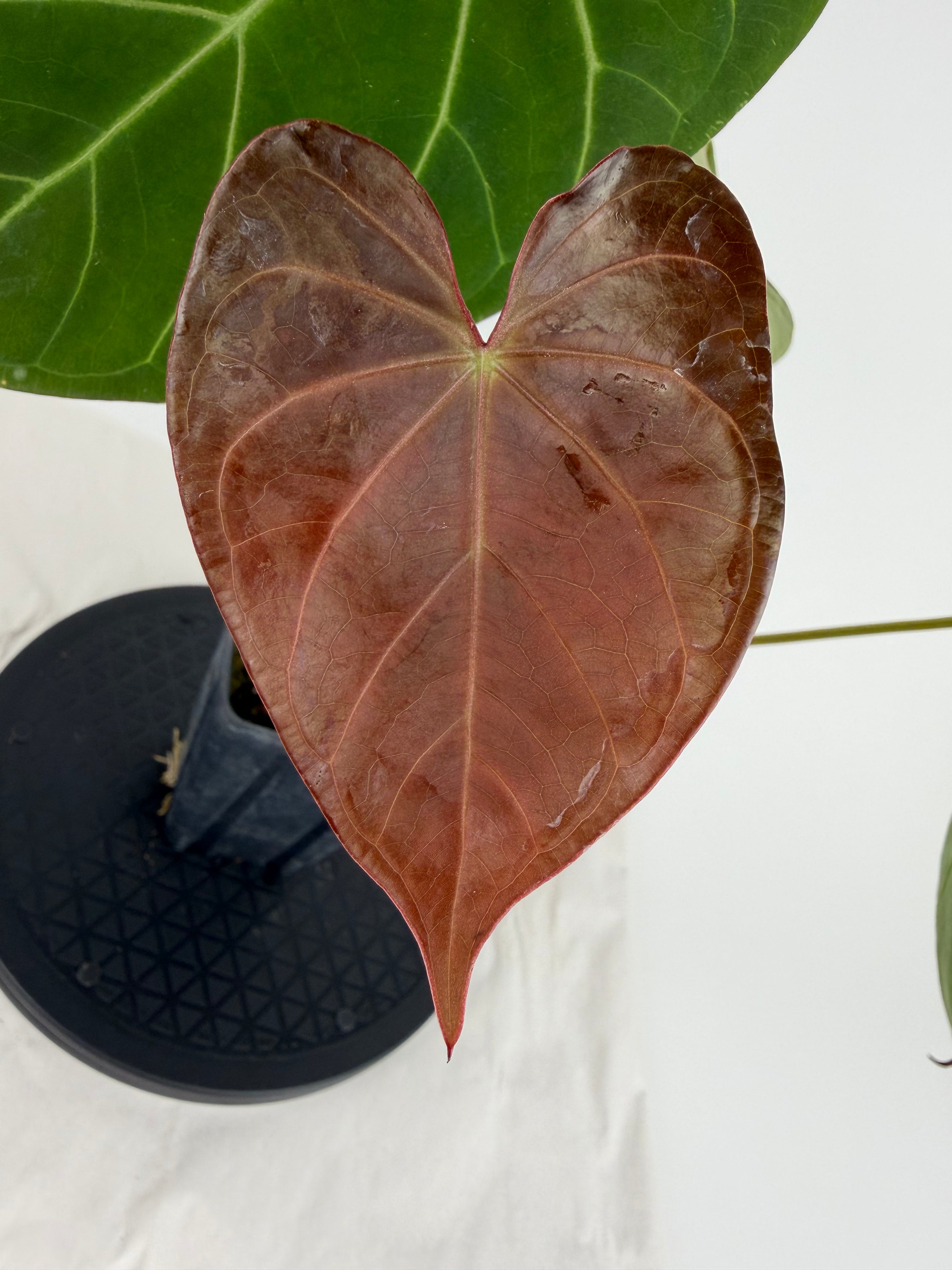 Anthurium ‘Hoffmannii X Butterfly’ x ‘Tim Anderson Stripey Mag Pap’ (CS156)