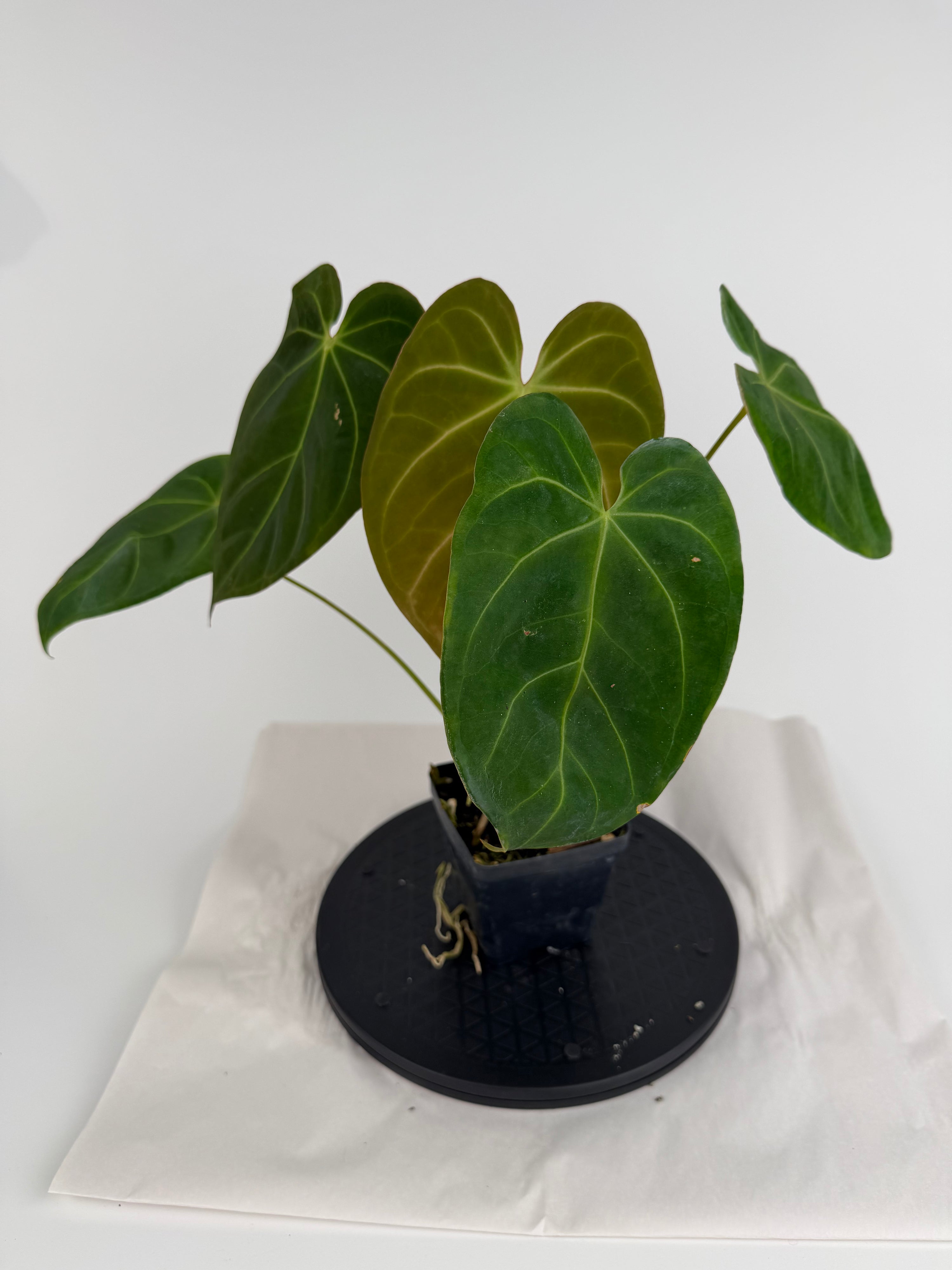 Anthurium ‘Hoffmannii X Butterfly’ x ‘Tim Anderson Stripey Mag Pap’ (CS158)