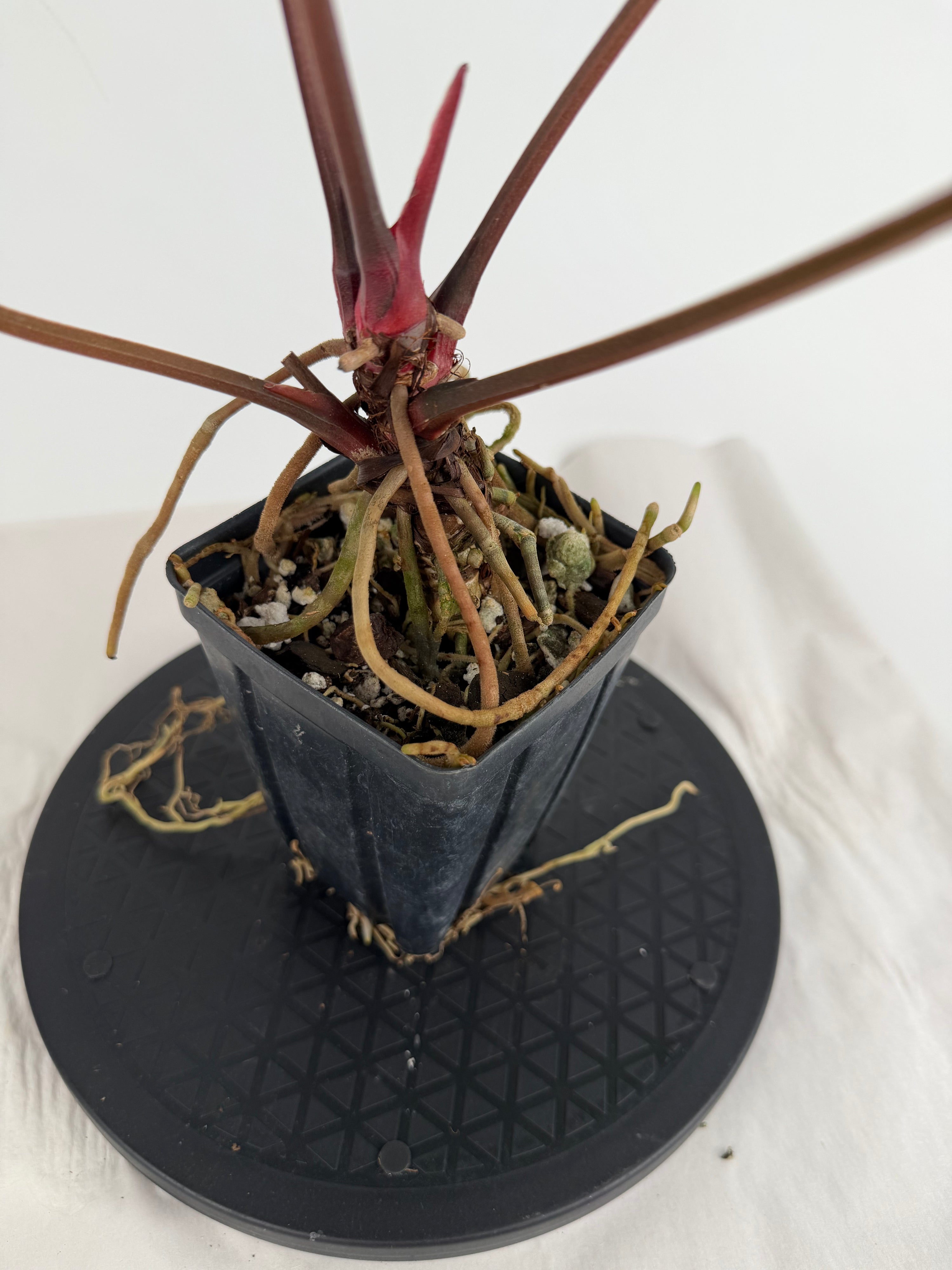 Anthurium ‘Hoffmannii “Ree Gardens” [John Banta NOID’] x (‘Tim Anderson Crystal Mag’ / ‘Tim’s Black’) (CS159)