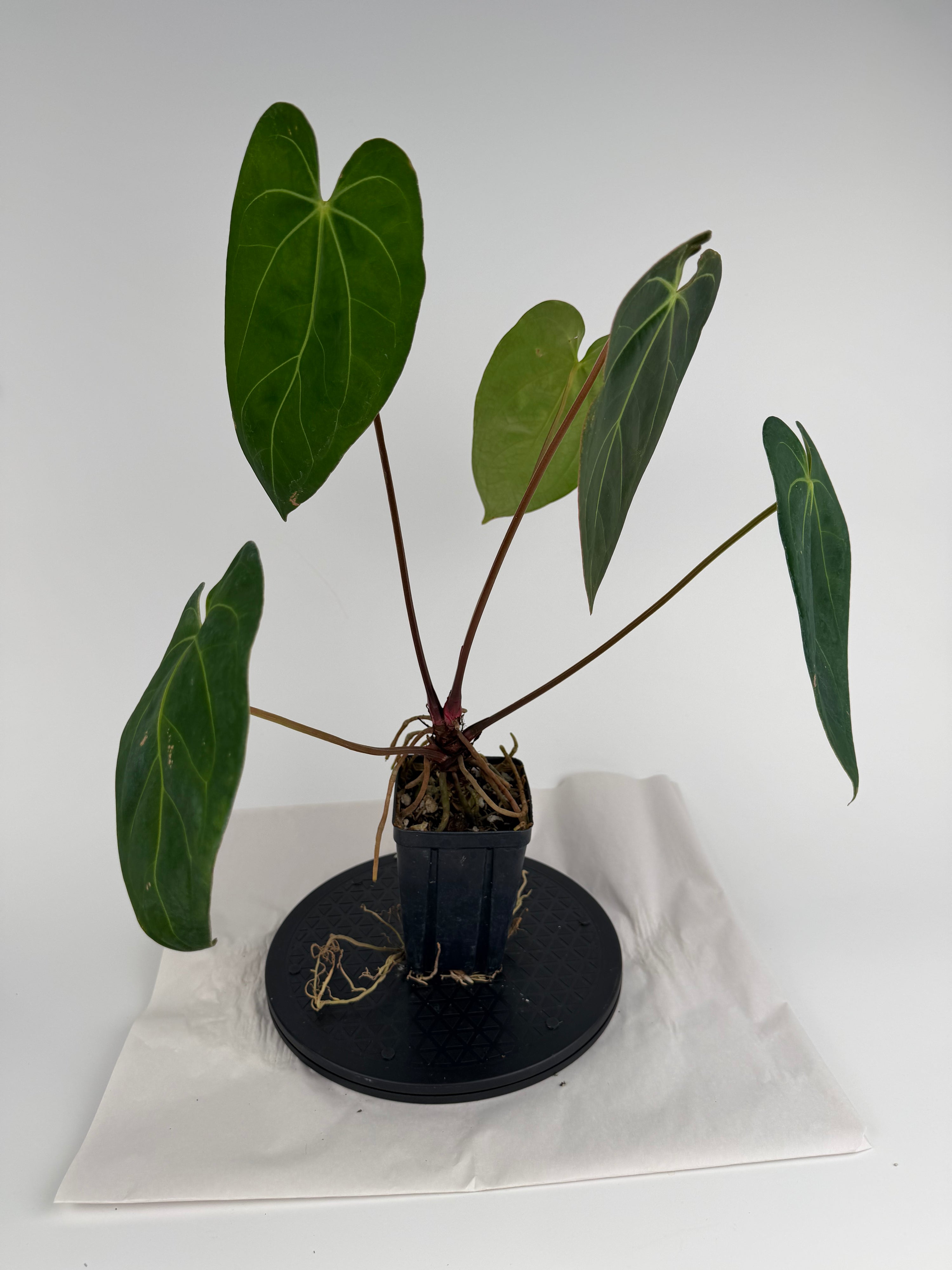 Anthurium ‘Hoffmannii “Ree Gardens” [John Banta NOID’] x (‘Tim Anderson Crystal Mag’ / ‘Tim’s Black’) (CS159)