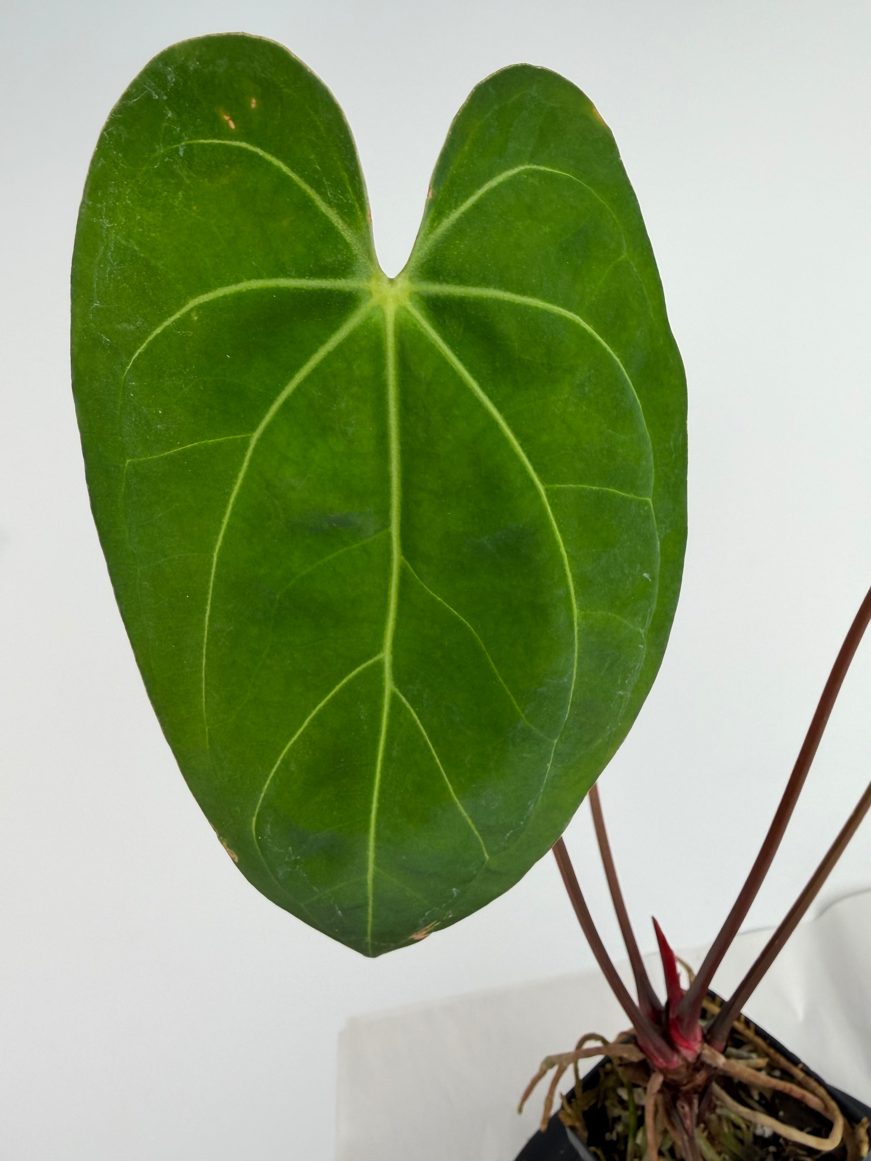 Anthurium ‘Hoffmannii “Ree Gardens” [John Banta NOID’] x (‘Tim Anderson Crystal Mag’ / ‘Tim’s Black’) (CS159)