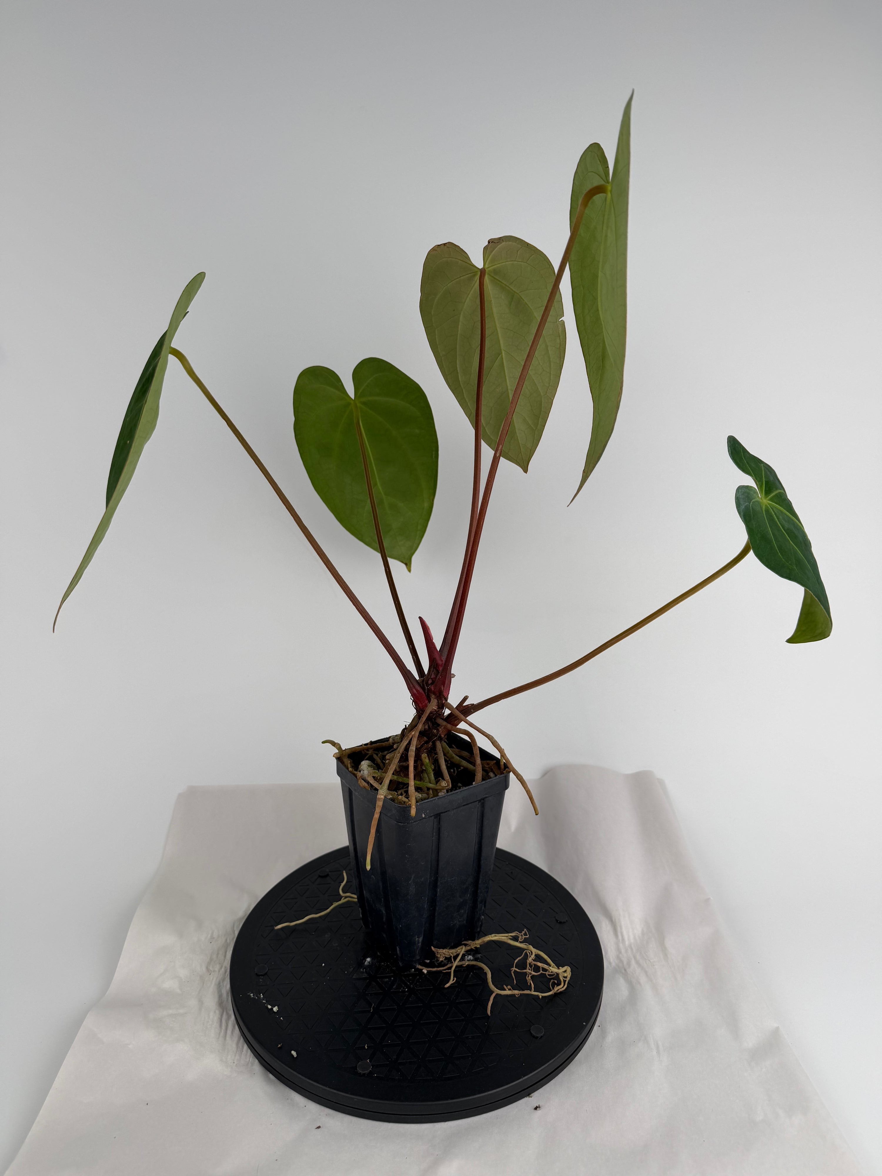 Anthurium ‘Hoffmannii “Ree Gardens” [John Banta NOID’] x (‘Tim Anderson Crystal Mag’ / ‘Tim’s Black’) (CS159)