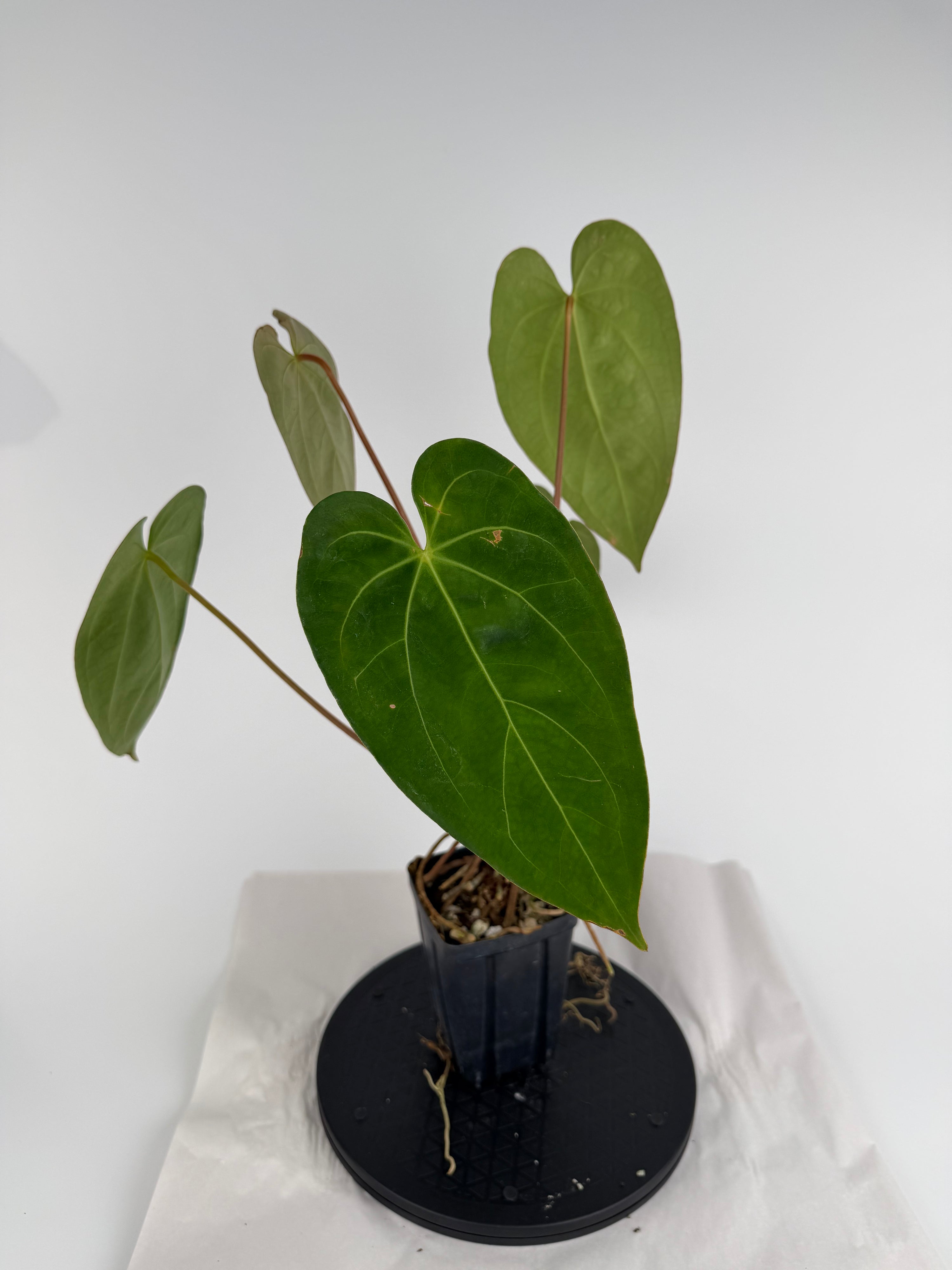 Anthurium ‘Hoffmannii “Ree Gardens” [John Banta NOID’] x (‘Tim Anderson Crystal Mag’ / ‘Tim’s Black’) (CS159)