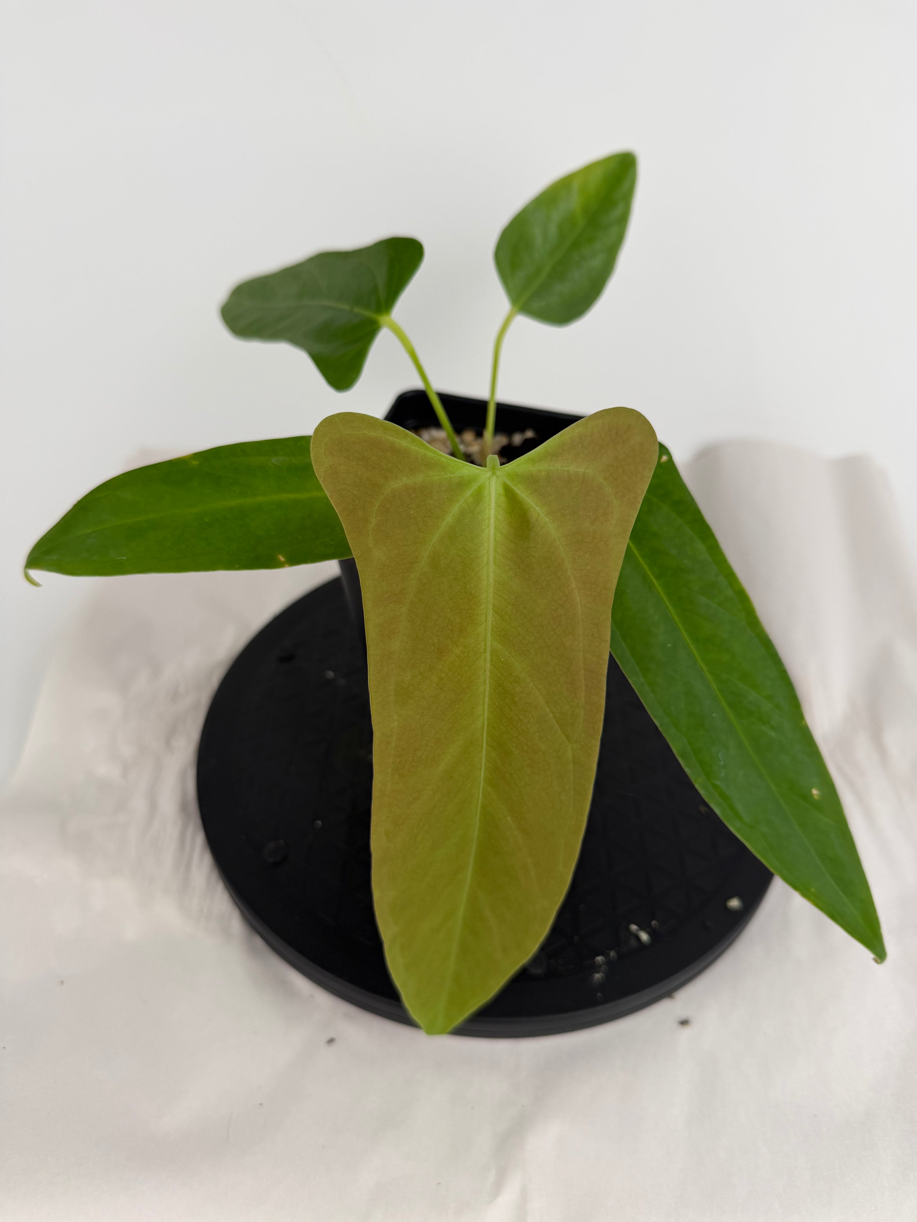 Anthurium ‘Papillilaminum “Ree Gardens”’ x ‘Rotundatum sp.’ (CS160)