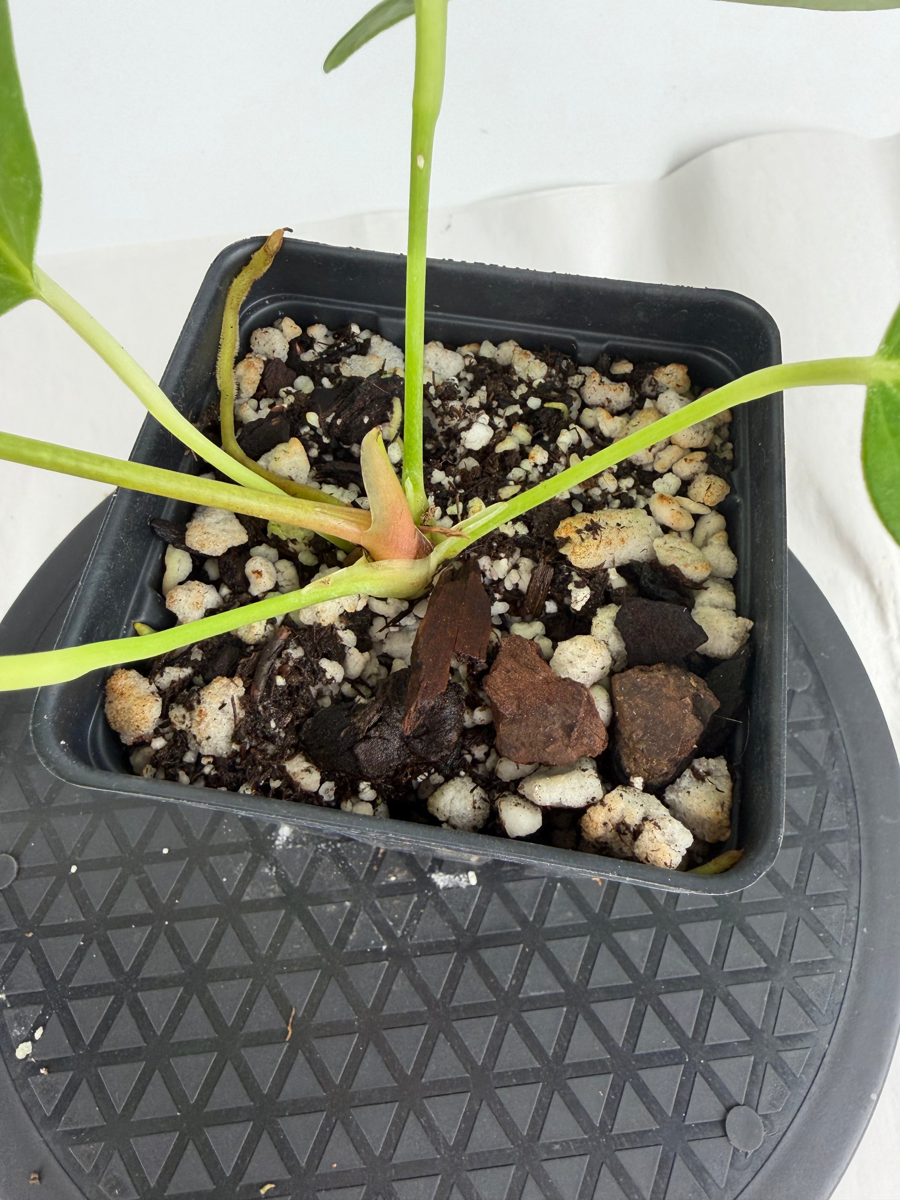 Anthurium ‘Papillilaminum “Ree Gardens”’ x ‘Rotundatum sp.’ (CS160)