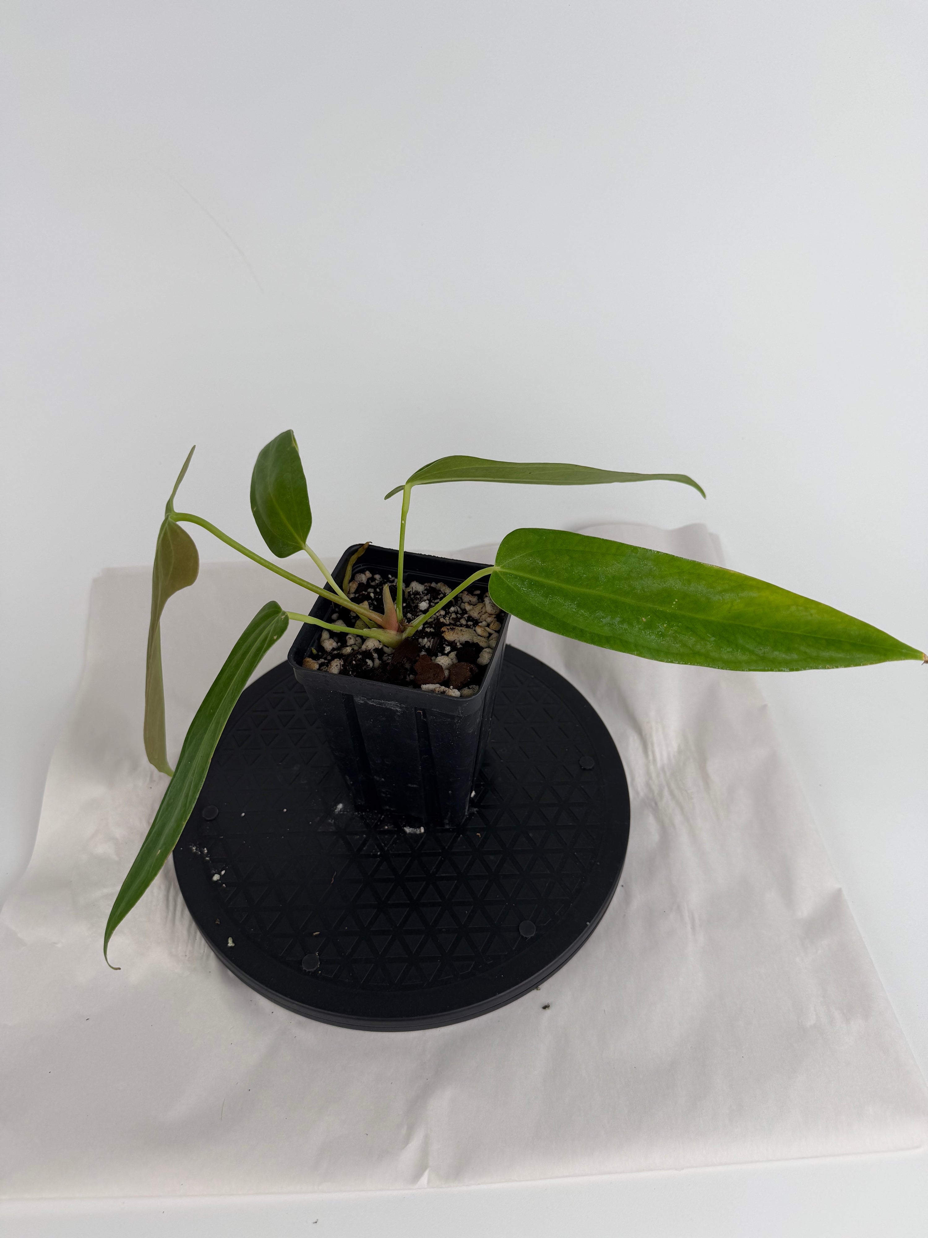Anthurium ‘Papillilaminum “Ree Gardens”’ x ‘Rotundatum sp.’ (CS160)