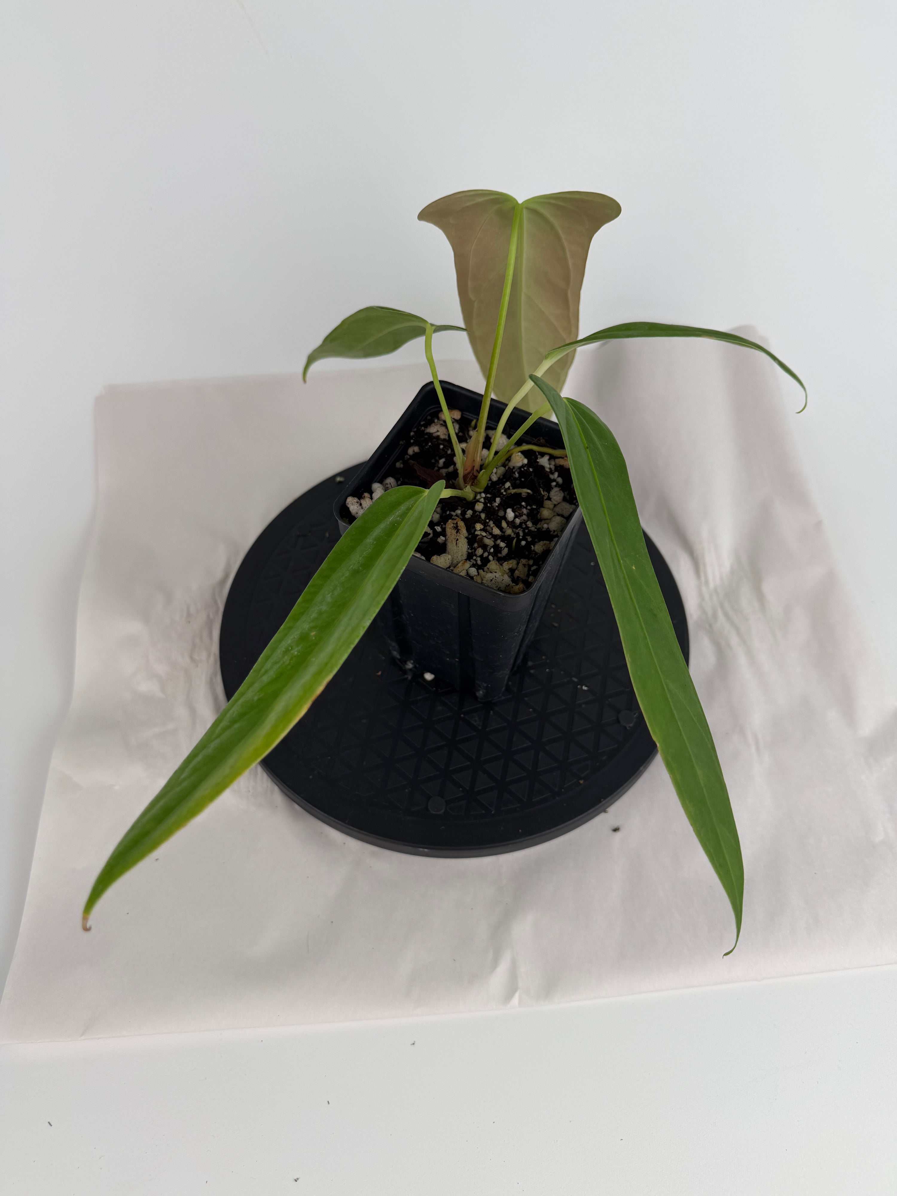 Anthurium ‘Papillilaminum “Ree Gardens”’ x ‘Rotundatum sp.’ (CS160)