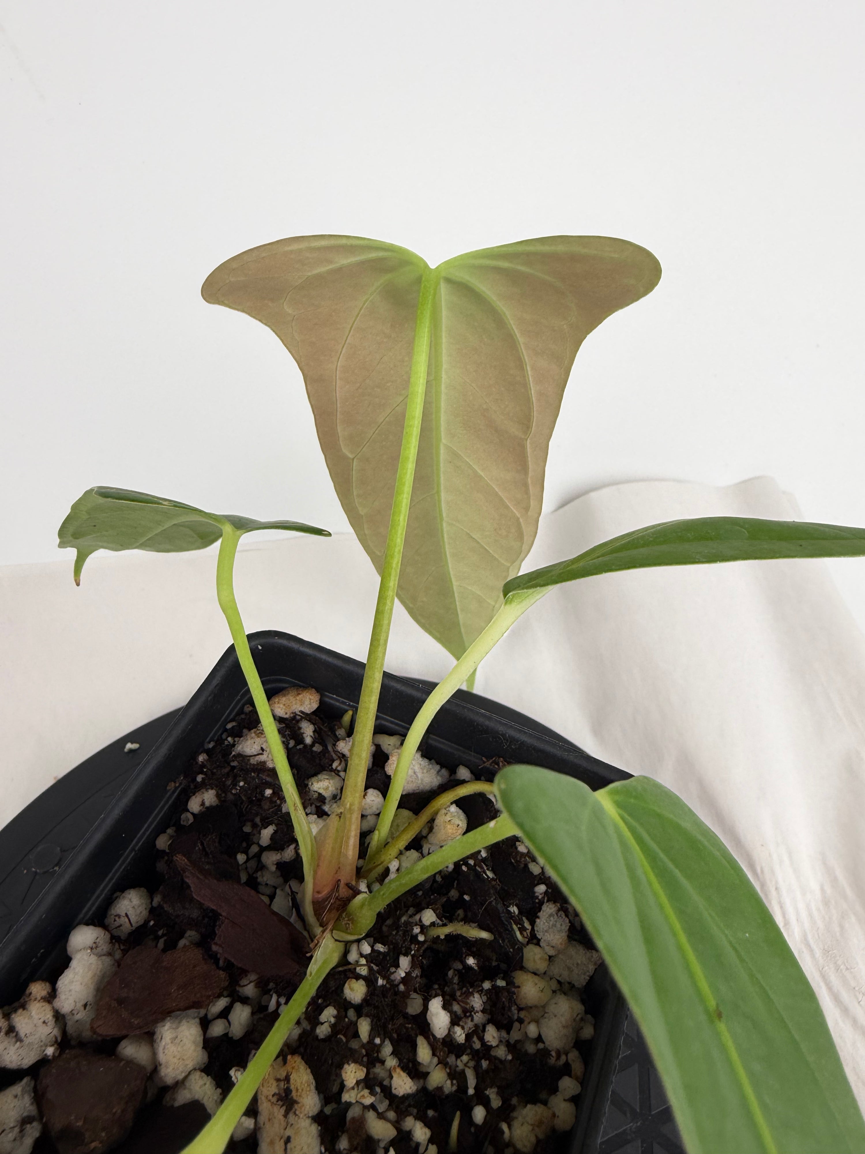 Anthurium ‘Papillilaminum “Ree Gardens”’ x ‘Rotundatum sp.’ (CS160)