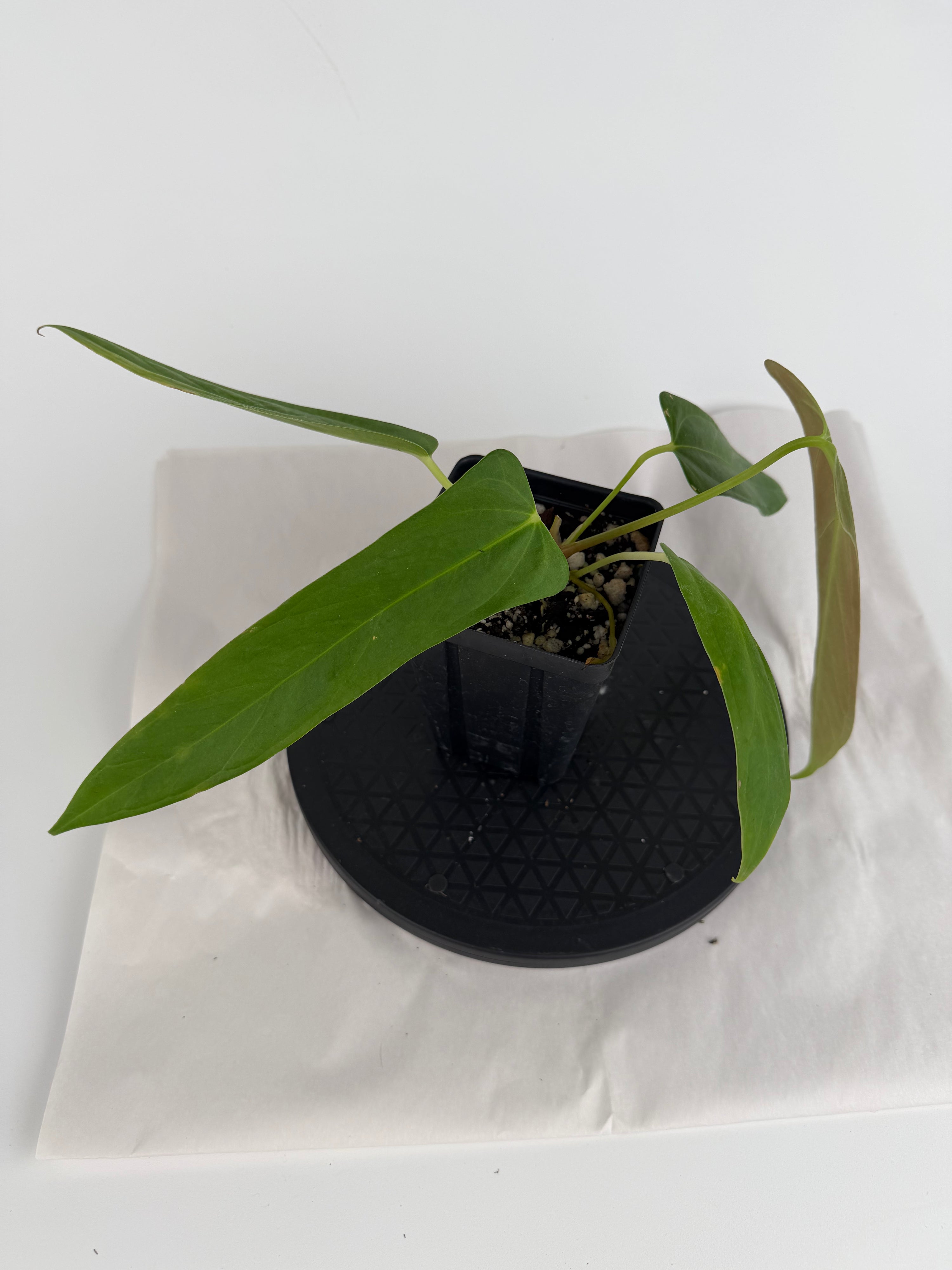 Anthurium ‘Papillilaminum “Ree Gardens”’ x ‘Rotundatum sp.’ (CS160)