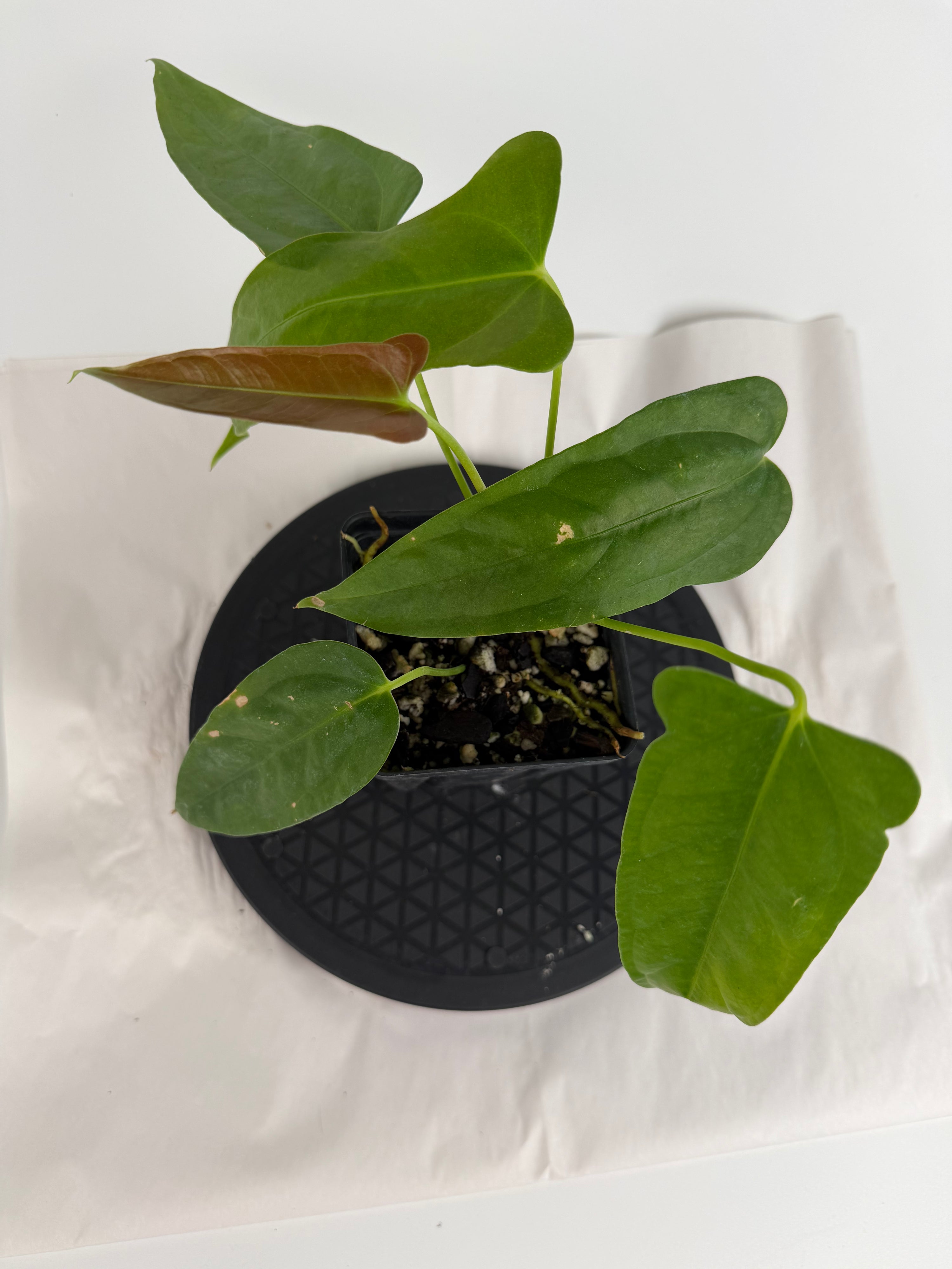 Anthurium ‘Papillilaminum “Ree Gardens”’ x ‘Rotundatum sp.’ (CS161)