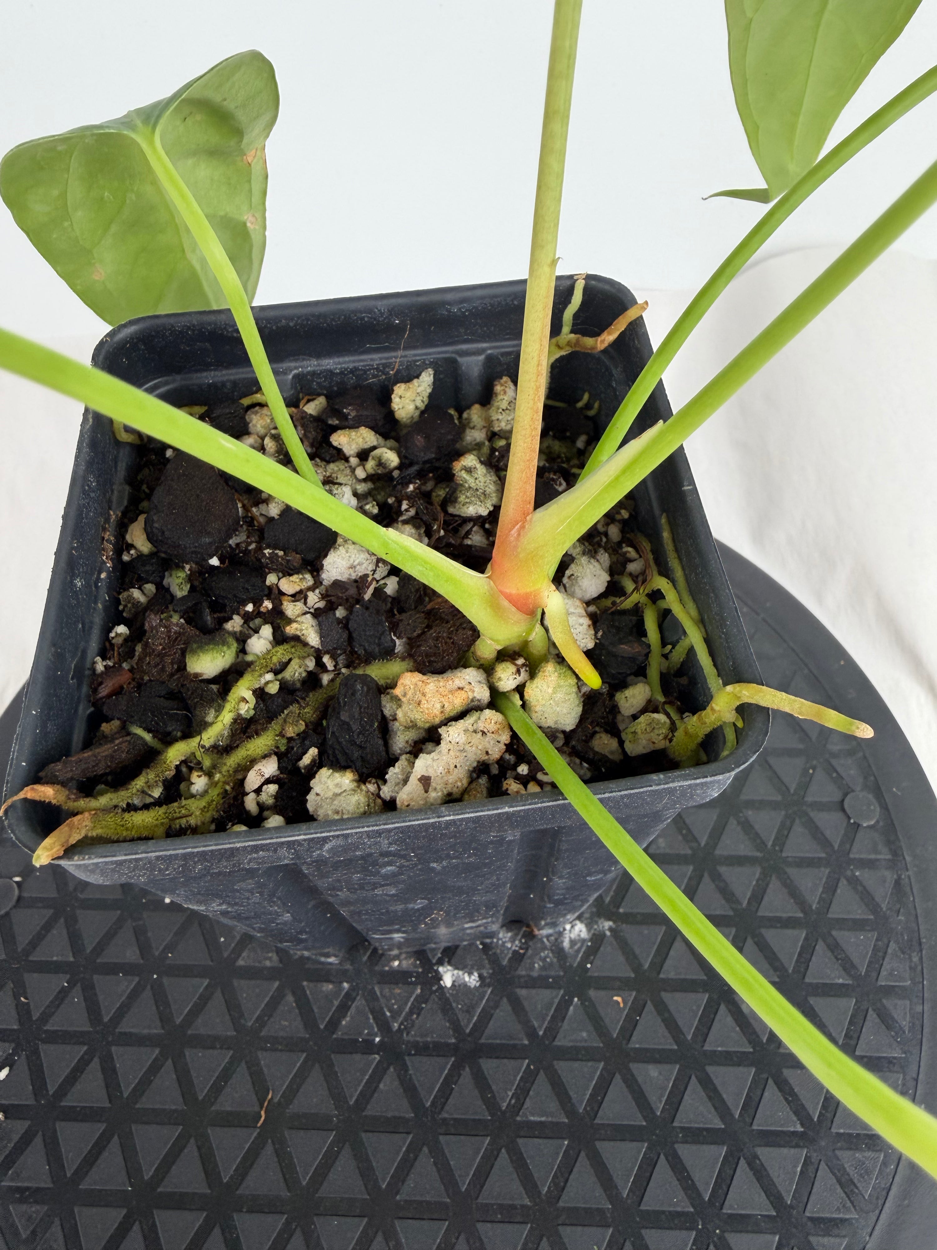 Anthurium ‘Papillilaminum “Ree Gardens”’ x ‘Rotundatum sp.’ (CS161)