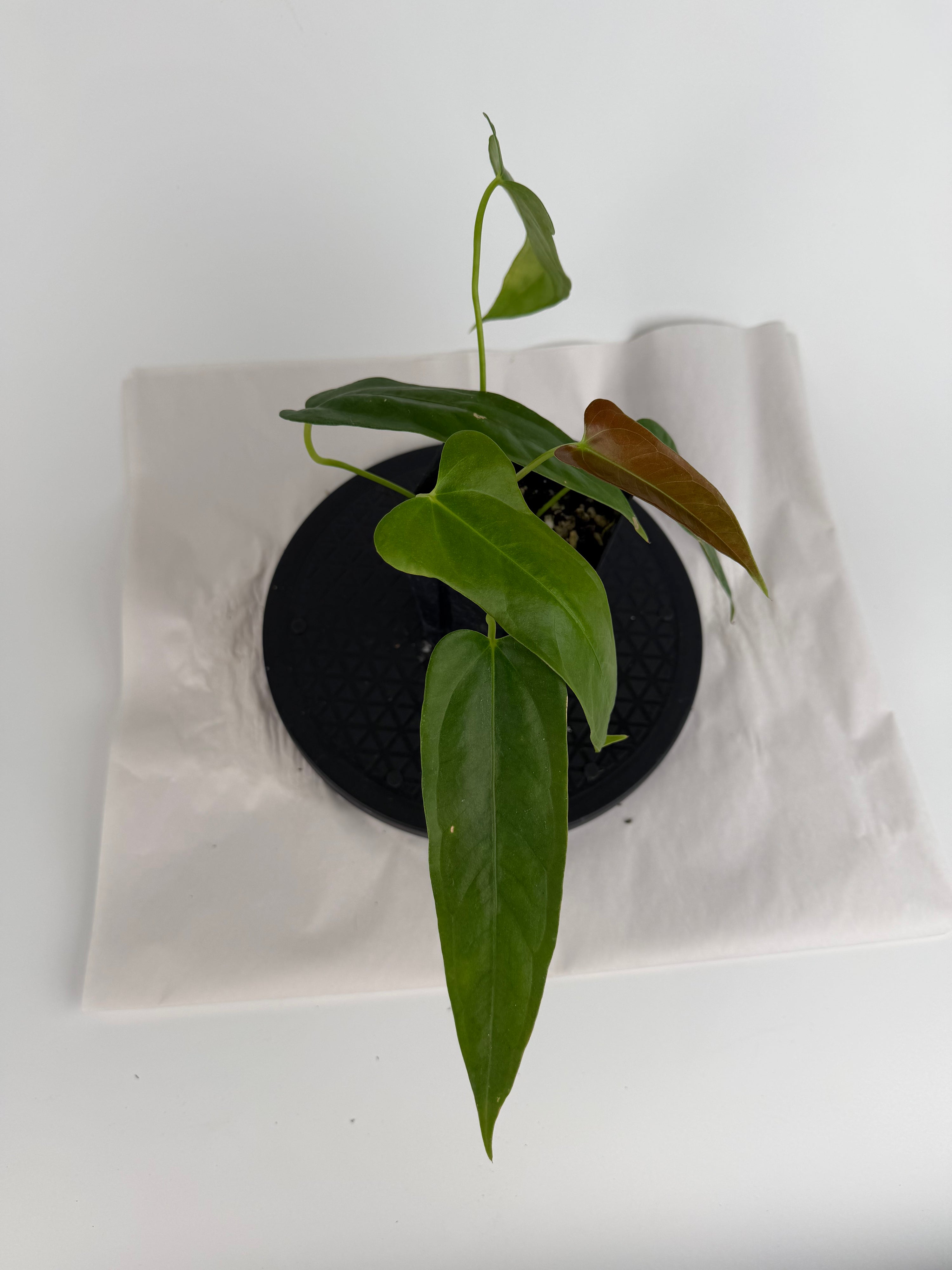 Anthurium ‘Papillilaminum “Ree Gardens”’ x ‘Rotundatum sp.’ (CS161)