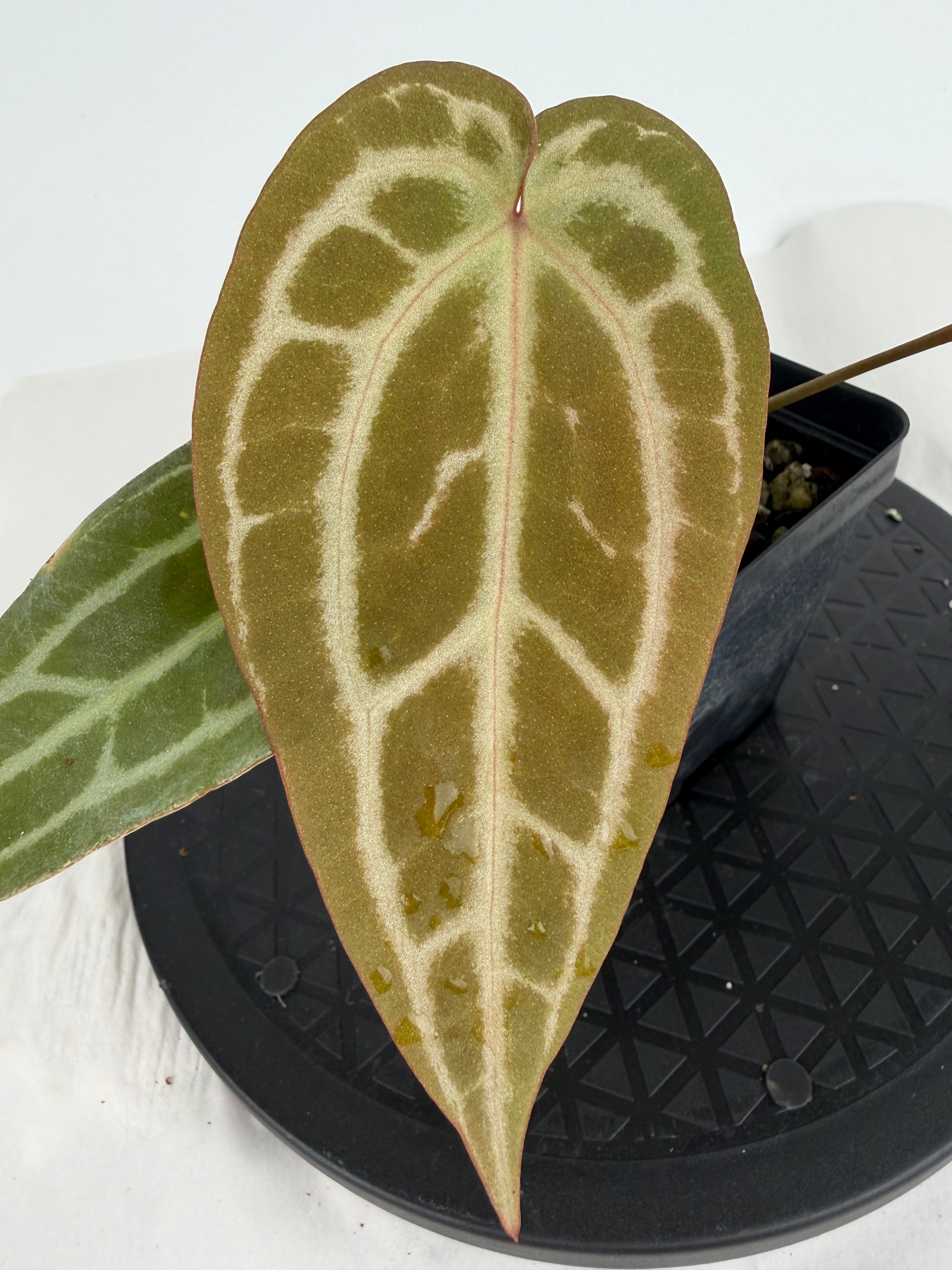 Anthurium ‘Swampmannii Purple’ x ‘Doc Block Purple F2’ (CS162)