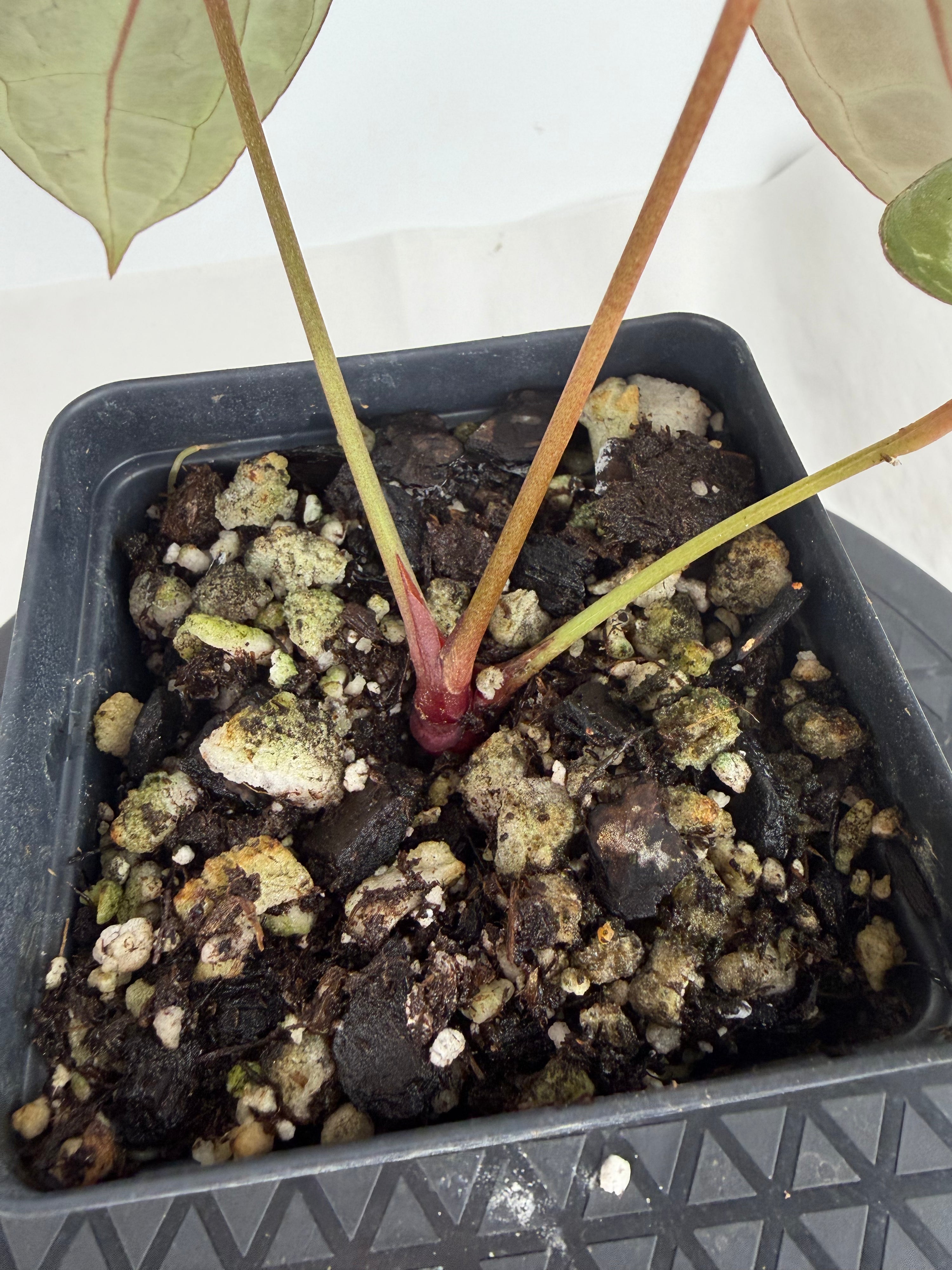 Anthurium ‘Swampmannii Purple’ x ‘Doc Block Purple F2’ (CS162)