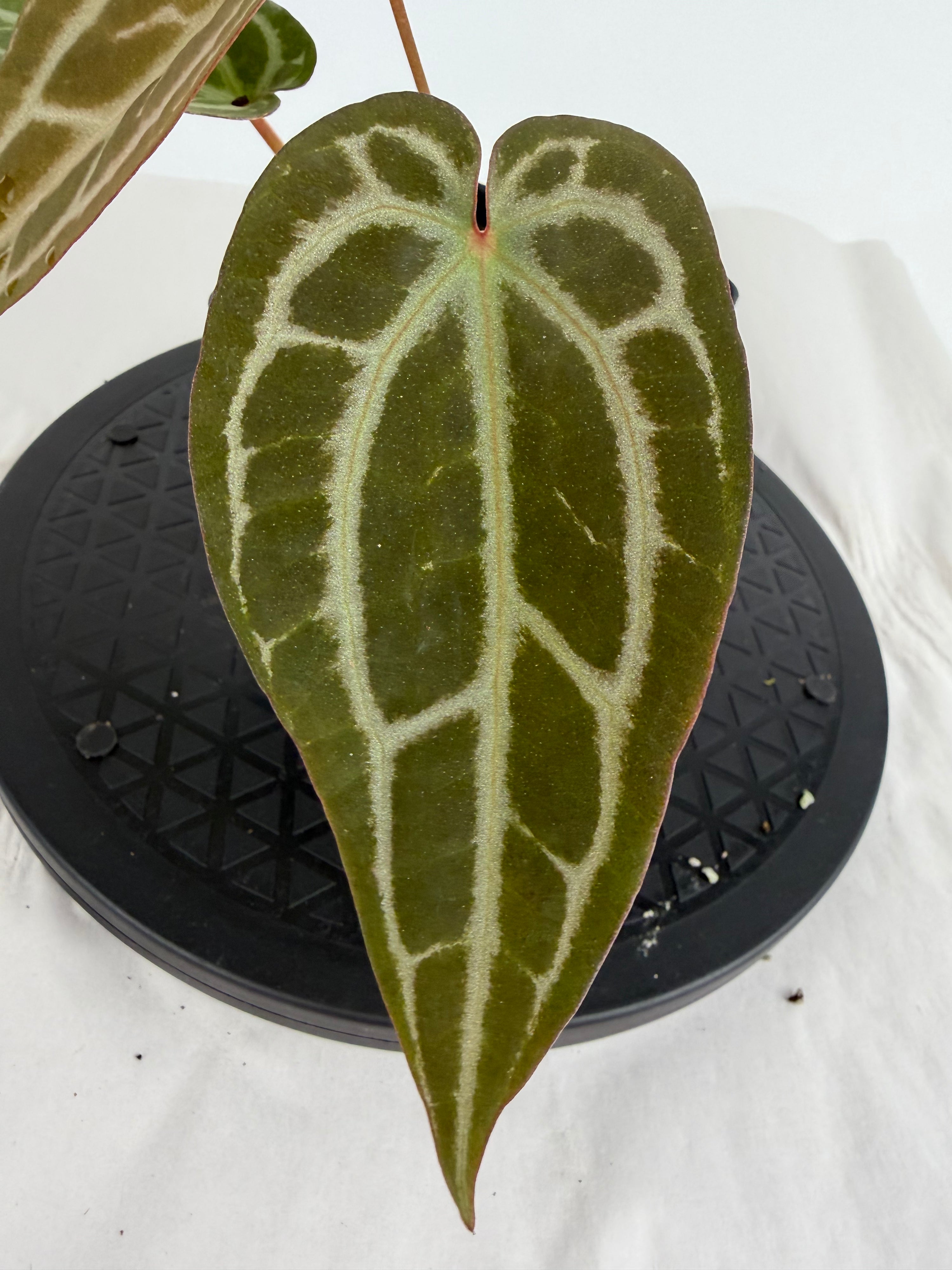 Anthurium ‘Swampmannii Purple’ x ‘Doc Block Purple F2’ (CS162)