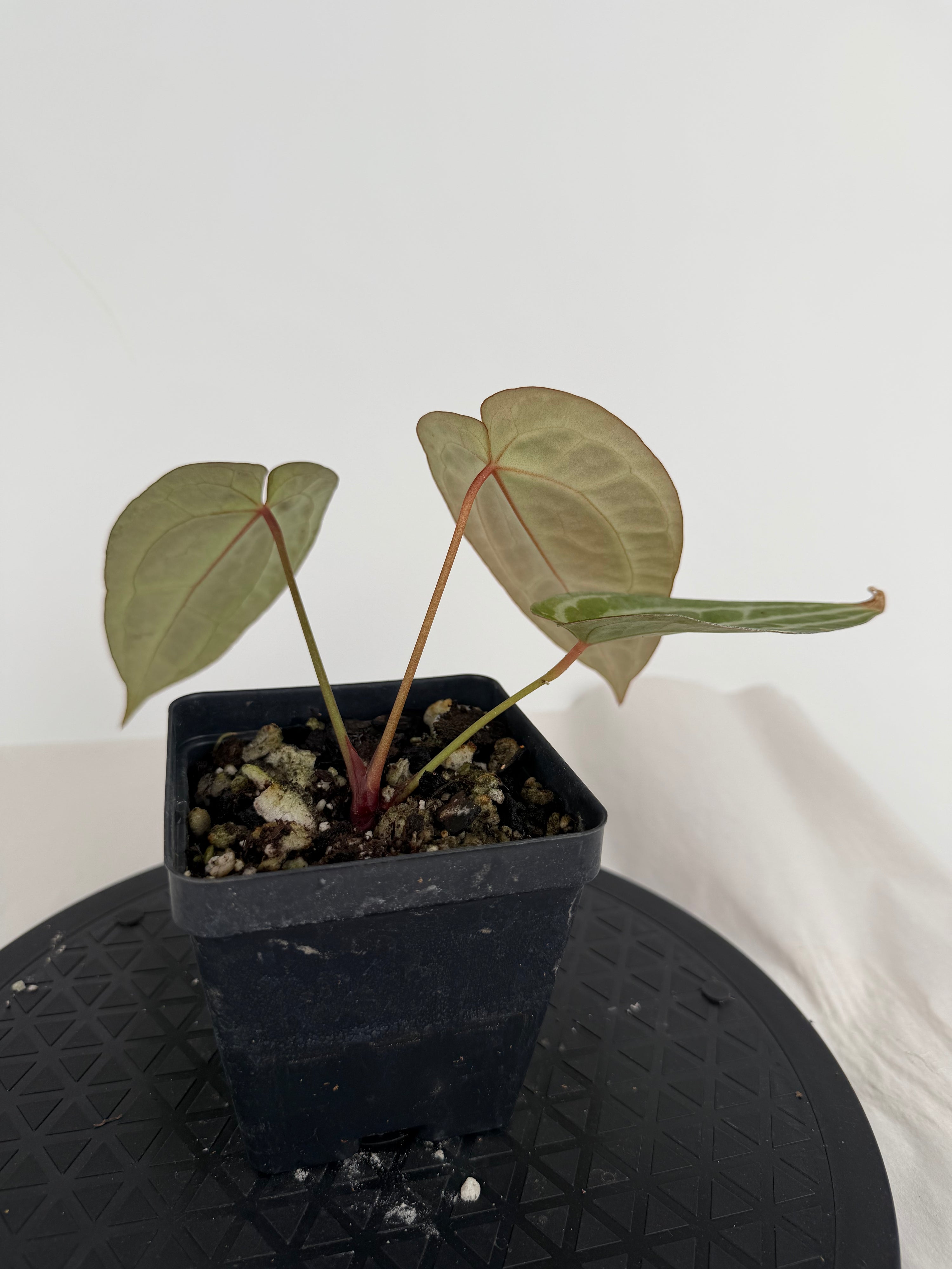 Anthurium ‘Swampmannii Purple’ x ‘Doc Block Purple F2’ (CS162)