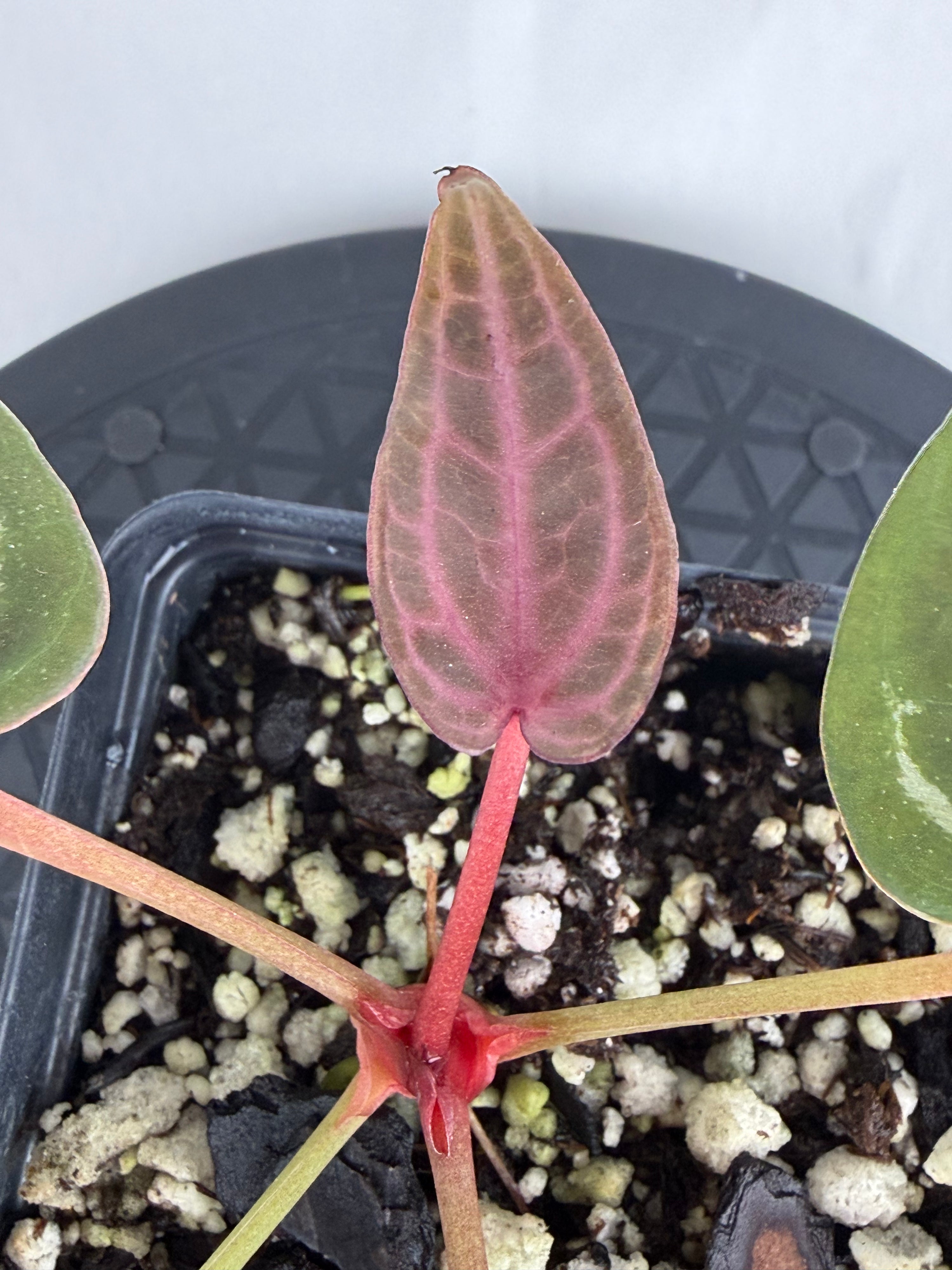 Anthurium ‘Swampmannii Dark’ x ‘Doc Block Purple F2’ (CS163)