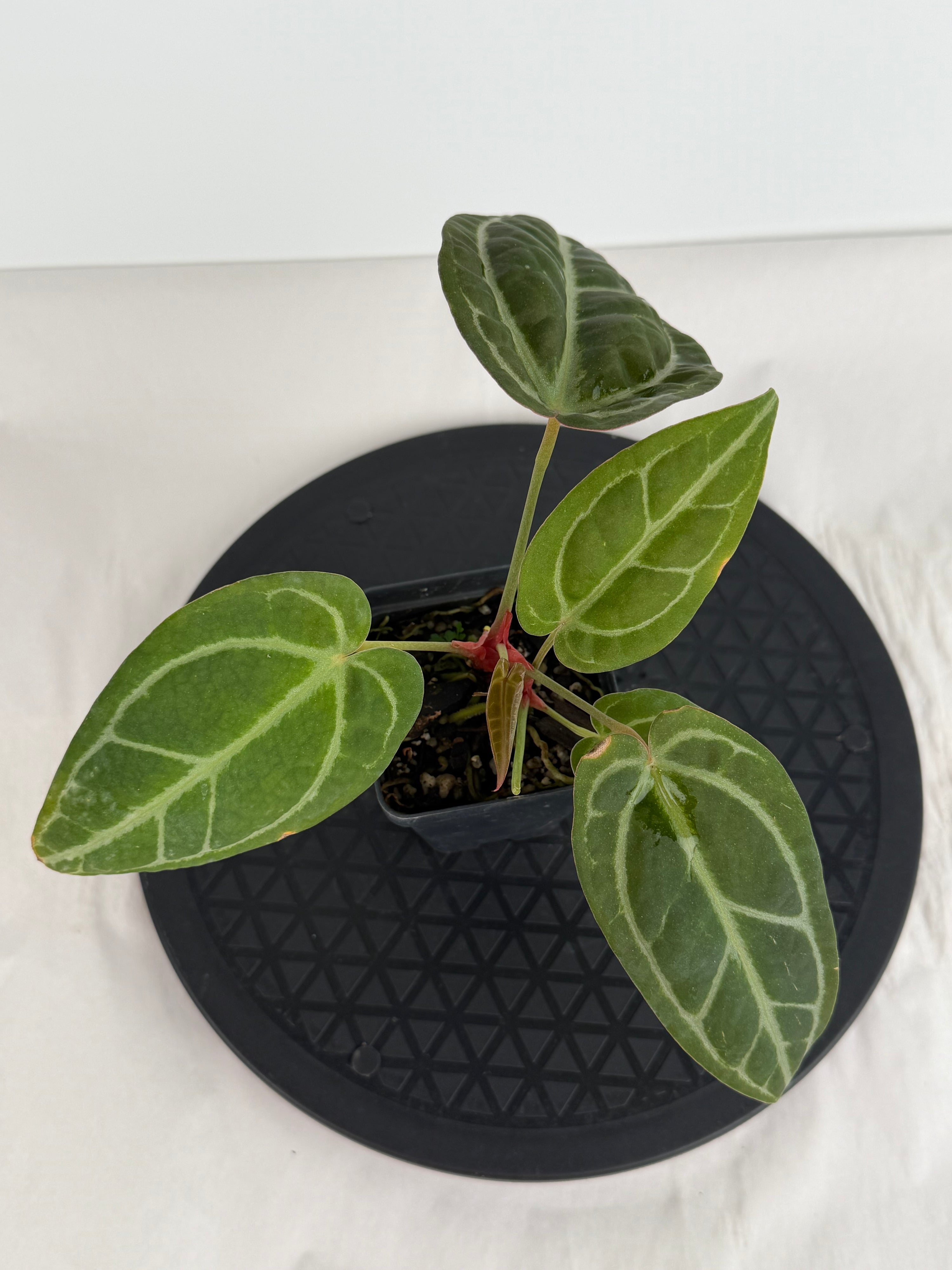 Anthurium ‘Swampmannii Dark’ x ‘Doc Block Purple F2’ (CS164)
