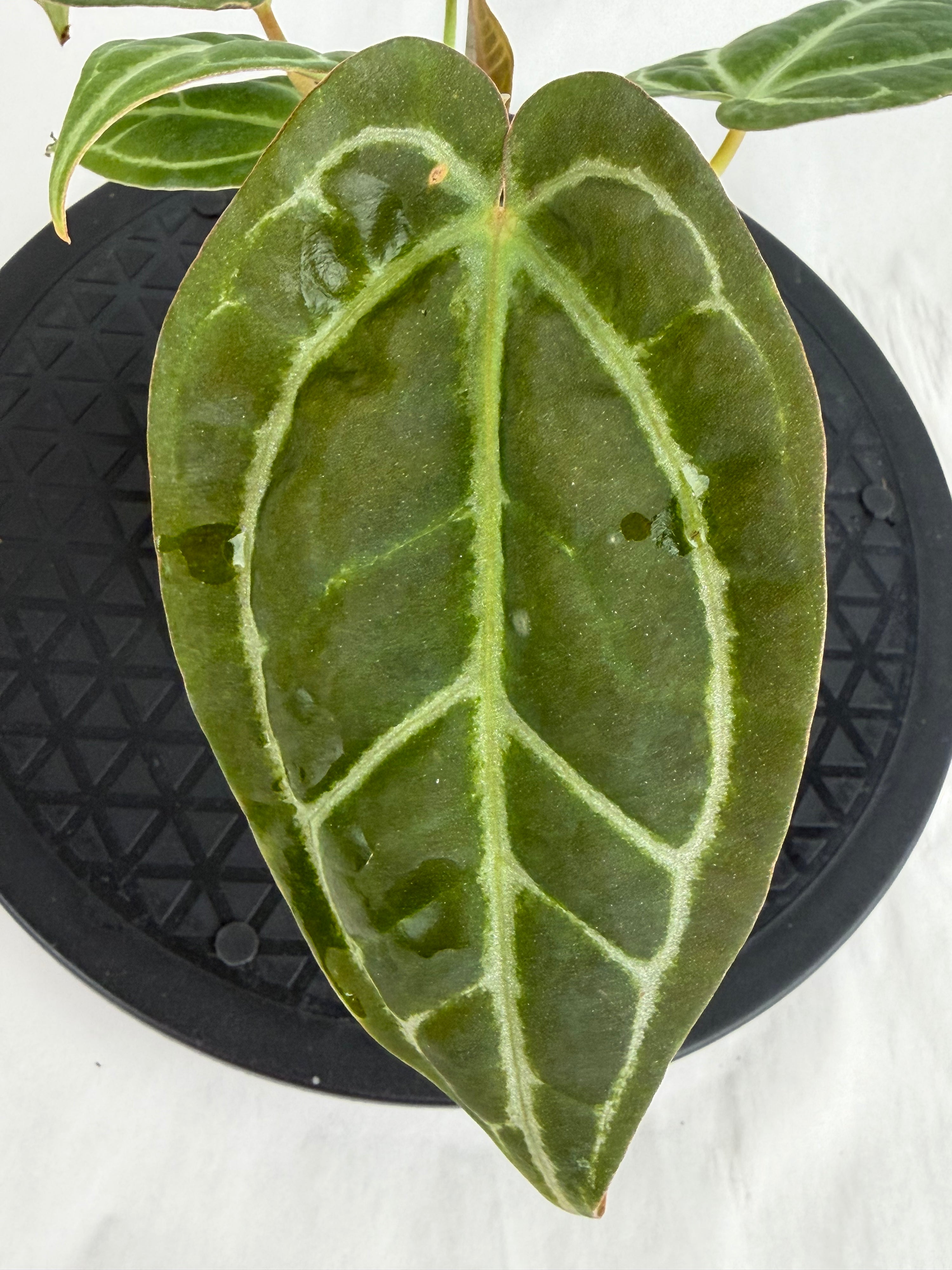 Anthurium ‘Swampmannii Dark’ x ‘Doc Block Purple F2’ (CS164)