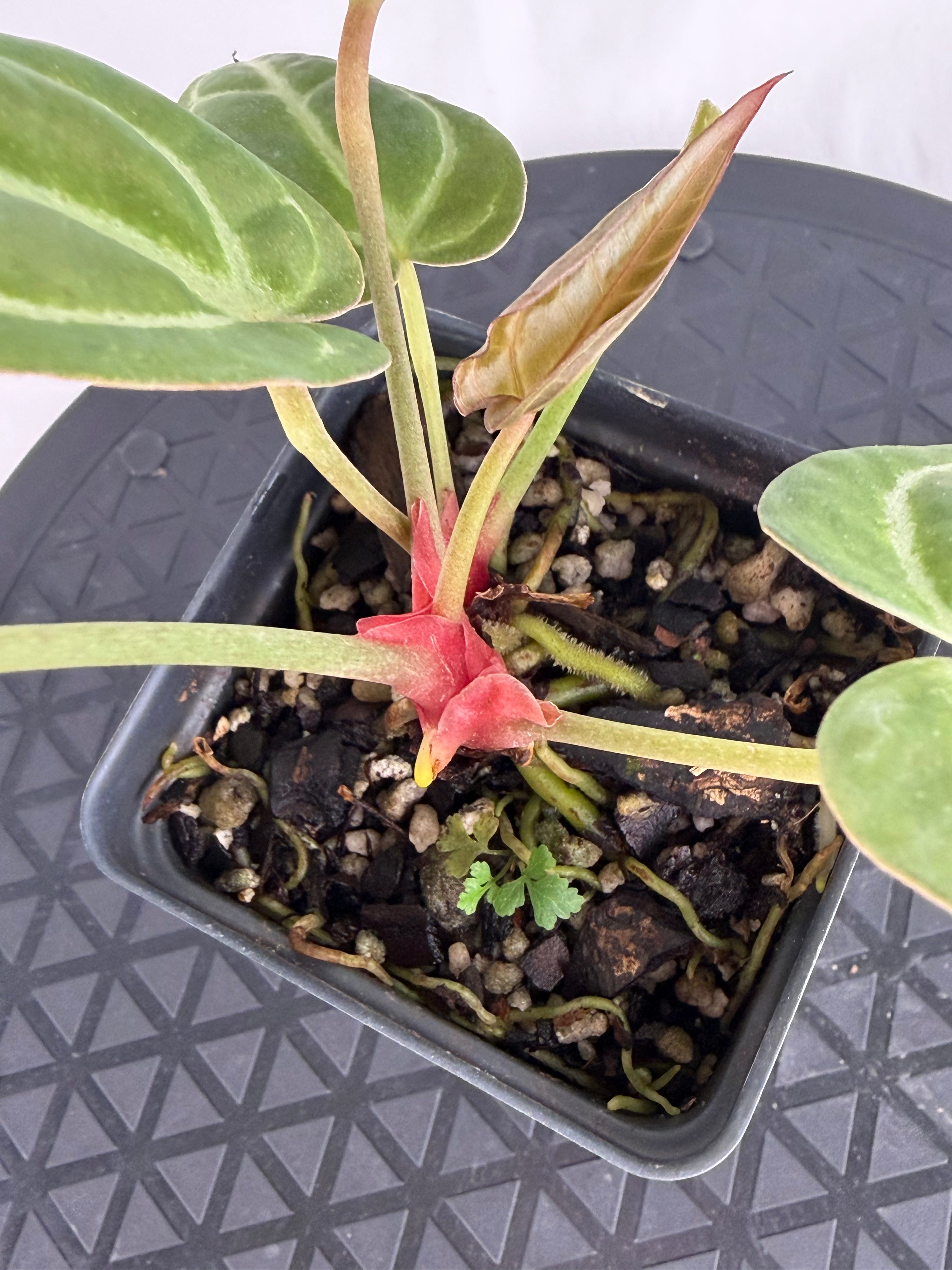 Anthurium ‘Swampmannii Dark’ x ‘Doc Block Purple F2’ (CS164)