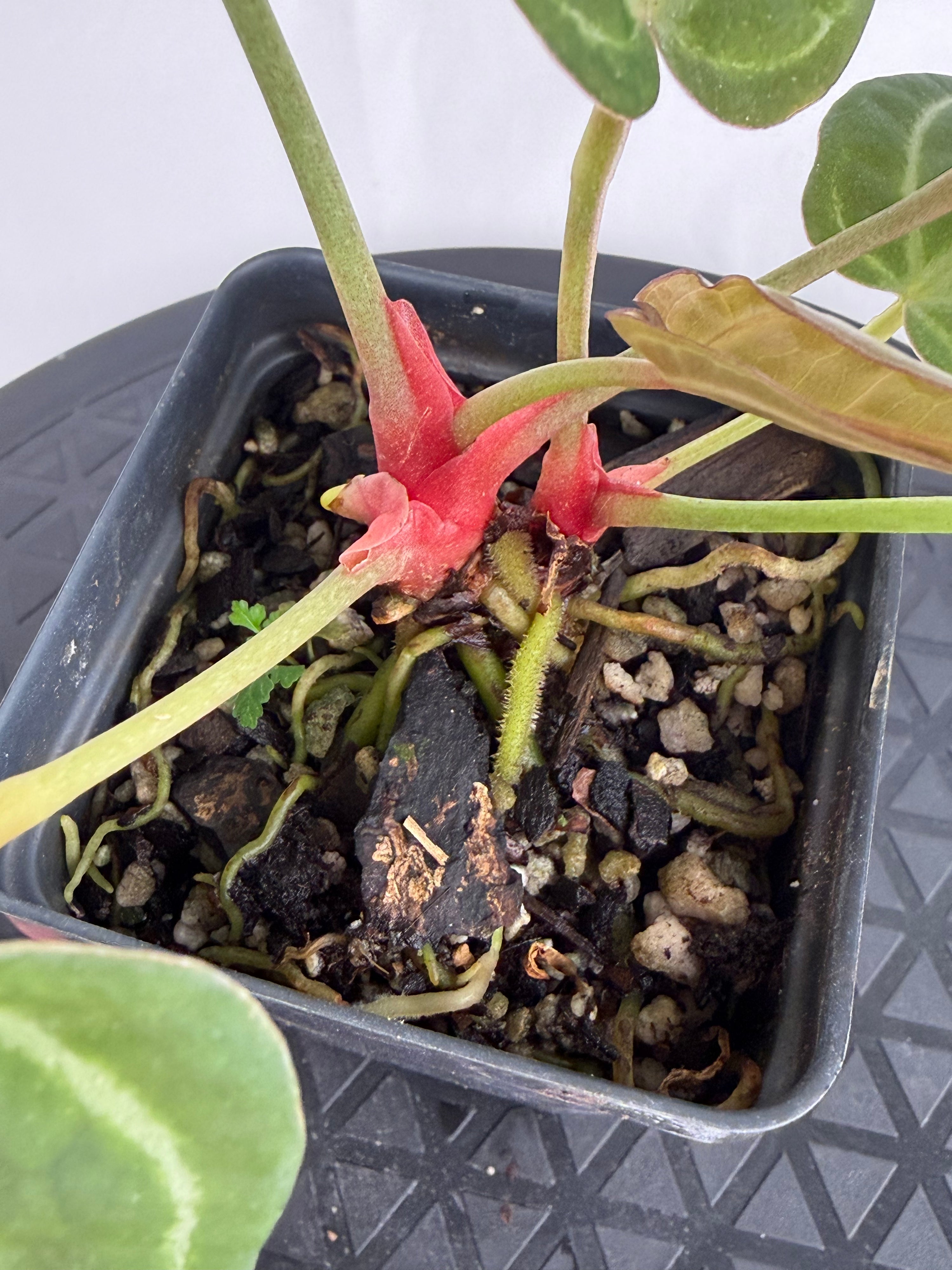 Anthurium ‘Swampmannii Dark’ x ‘Doc Block Purple F2’ (CS164)