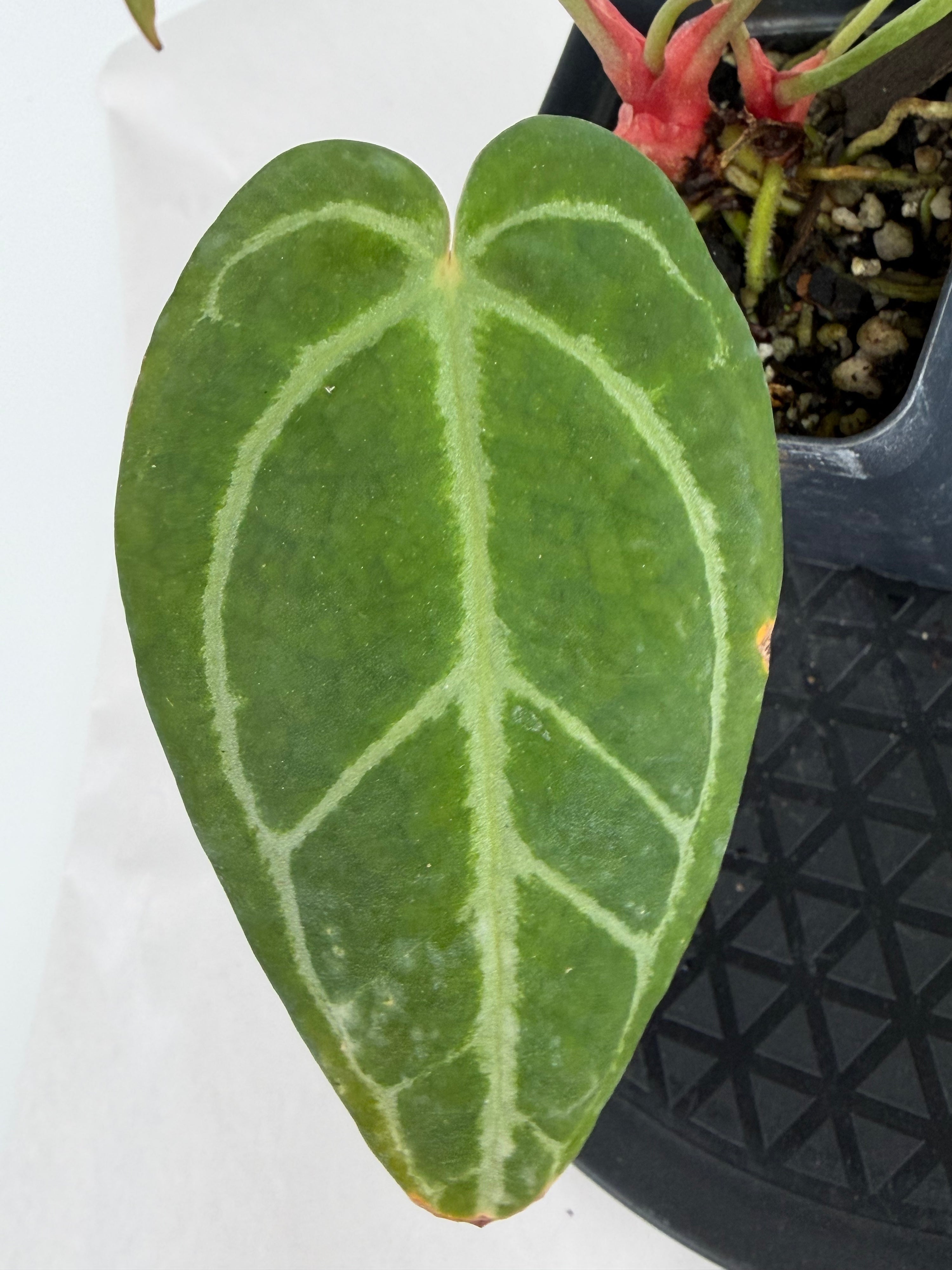 Anthurium ‘Swampmannii Dark’ x ‘Doc Block Purple F2’ (CS164)