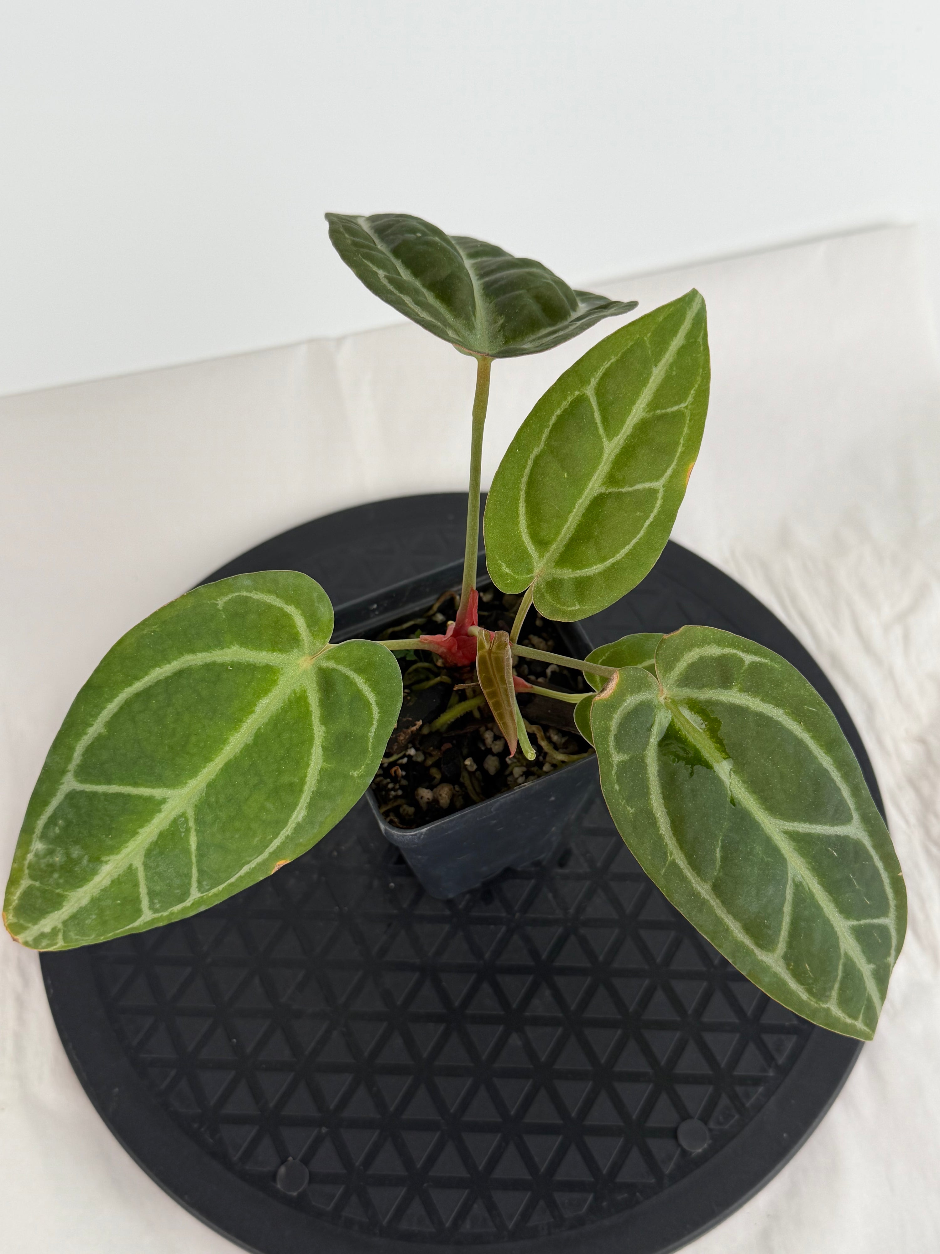 Anthurium ‘Swampmannii Dark’ x ‘Doc Block Purple F2’ (CS164)