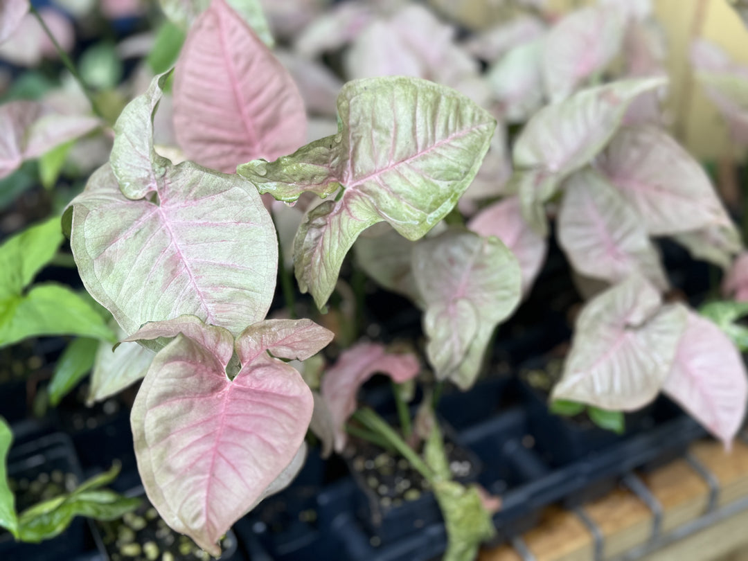 Syngonium Podophyllum "Pink Spot"