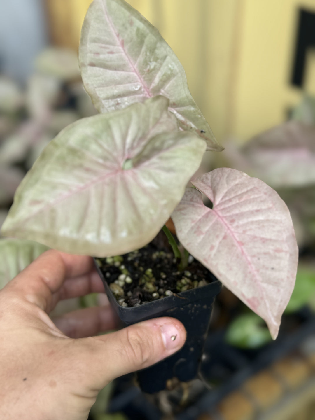 Syngonium Pink Spot