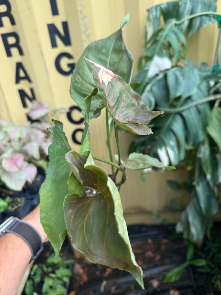 Syngonium Strawberry Ice Galaxy