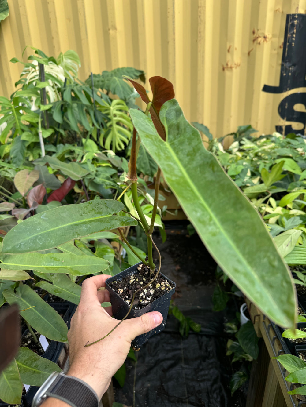 Philodendron Atabapoense