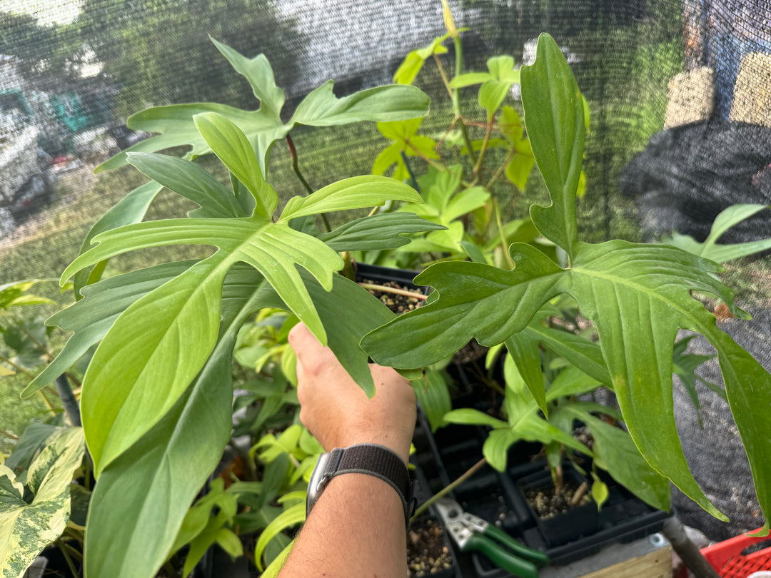 Philodendron Florida Ghost - Nice Plants Good Pots