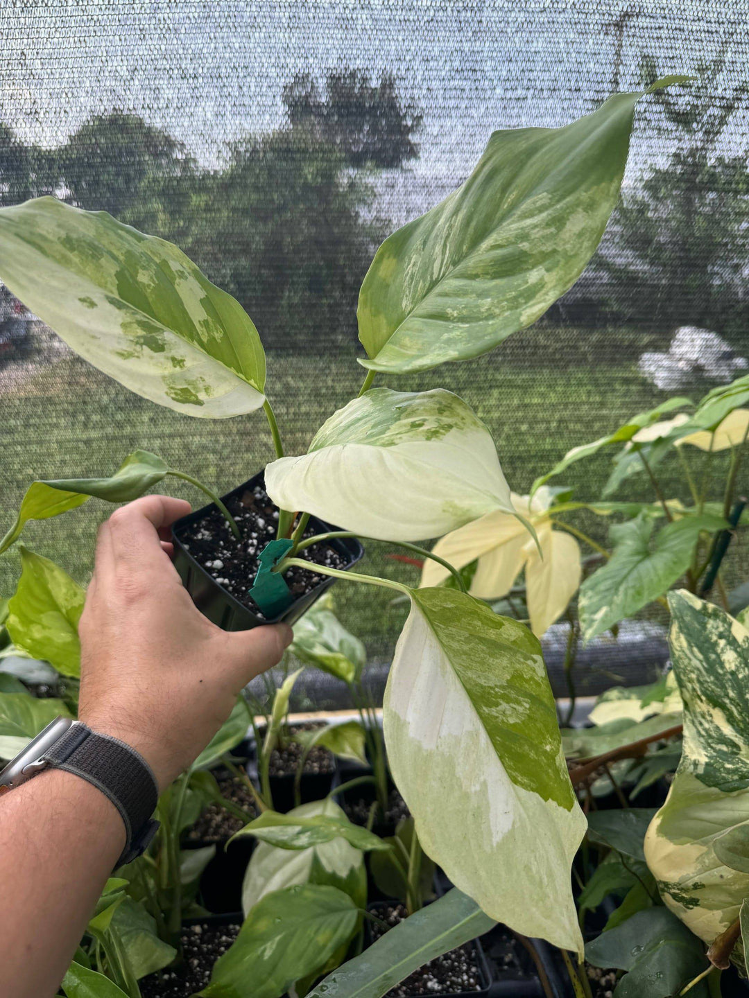 Aglaonema Modestum Spilt Milk