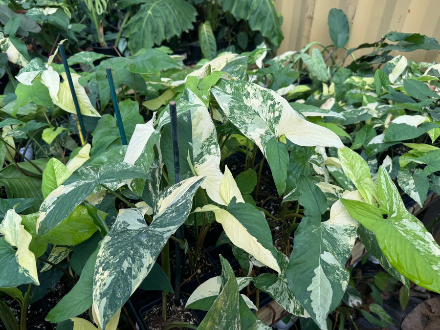 Syngonium Podophyllum Aurea Variegata