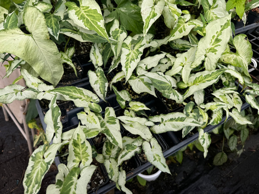 Syngonium Podophyllum "Three Kings"