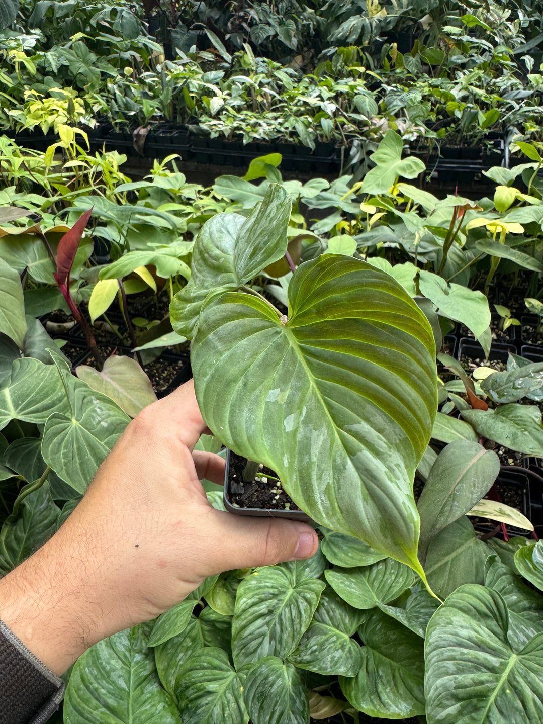 Philodendron Majestic - Nice Plants Good Pots